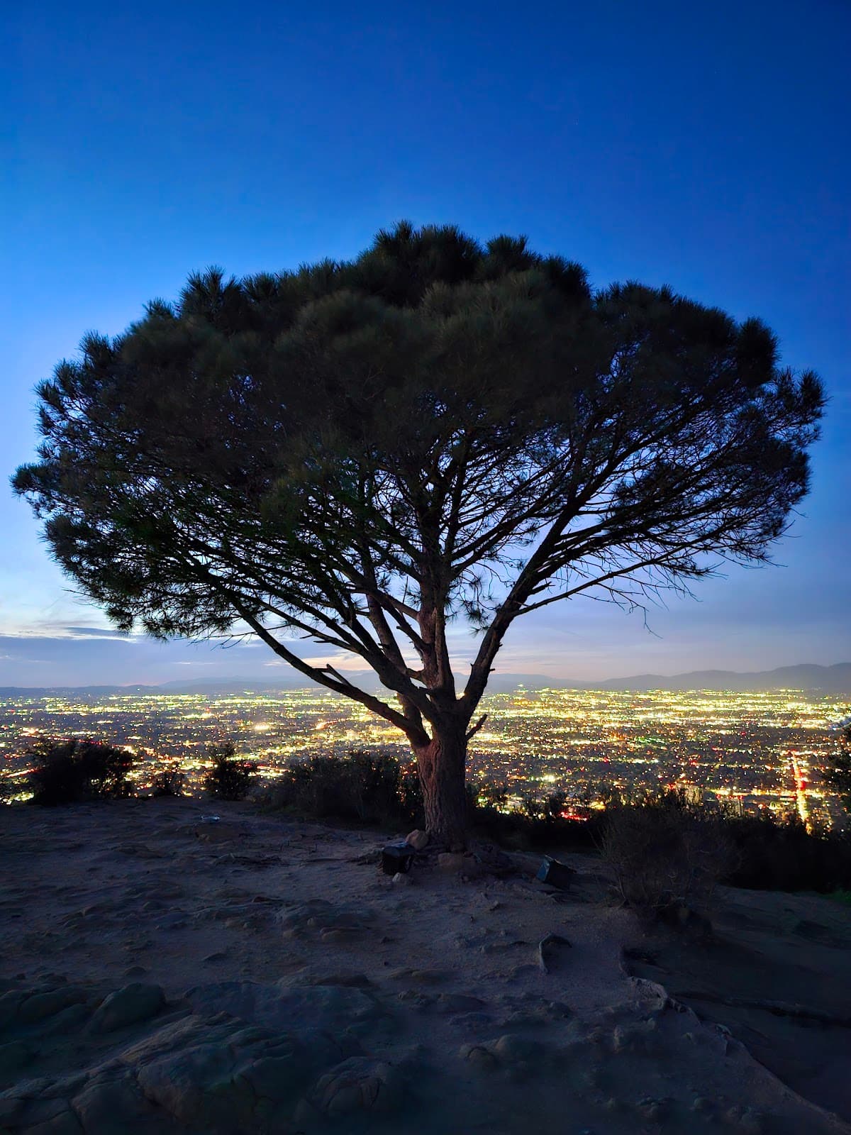 Wisdom Tree Trail - Image 1