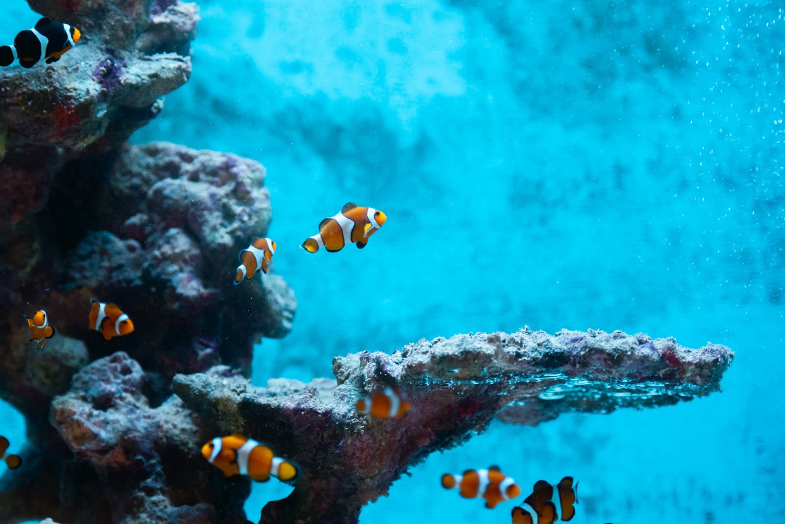 Zee Aquarium Bergen aan Zee - Image 1