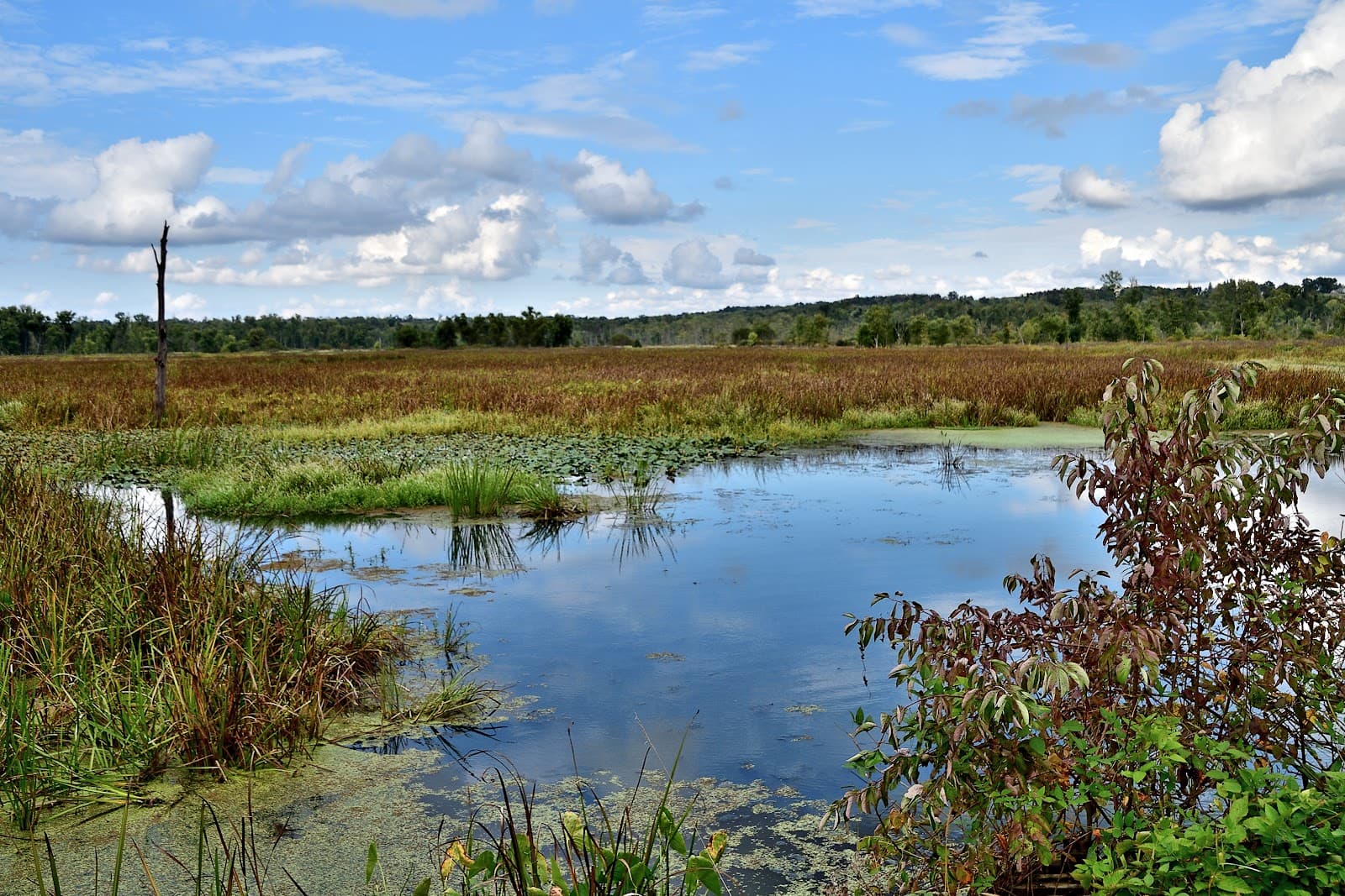 Killbuck Marsh Wildlife Area - Image 1
