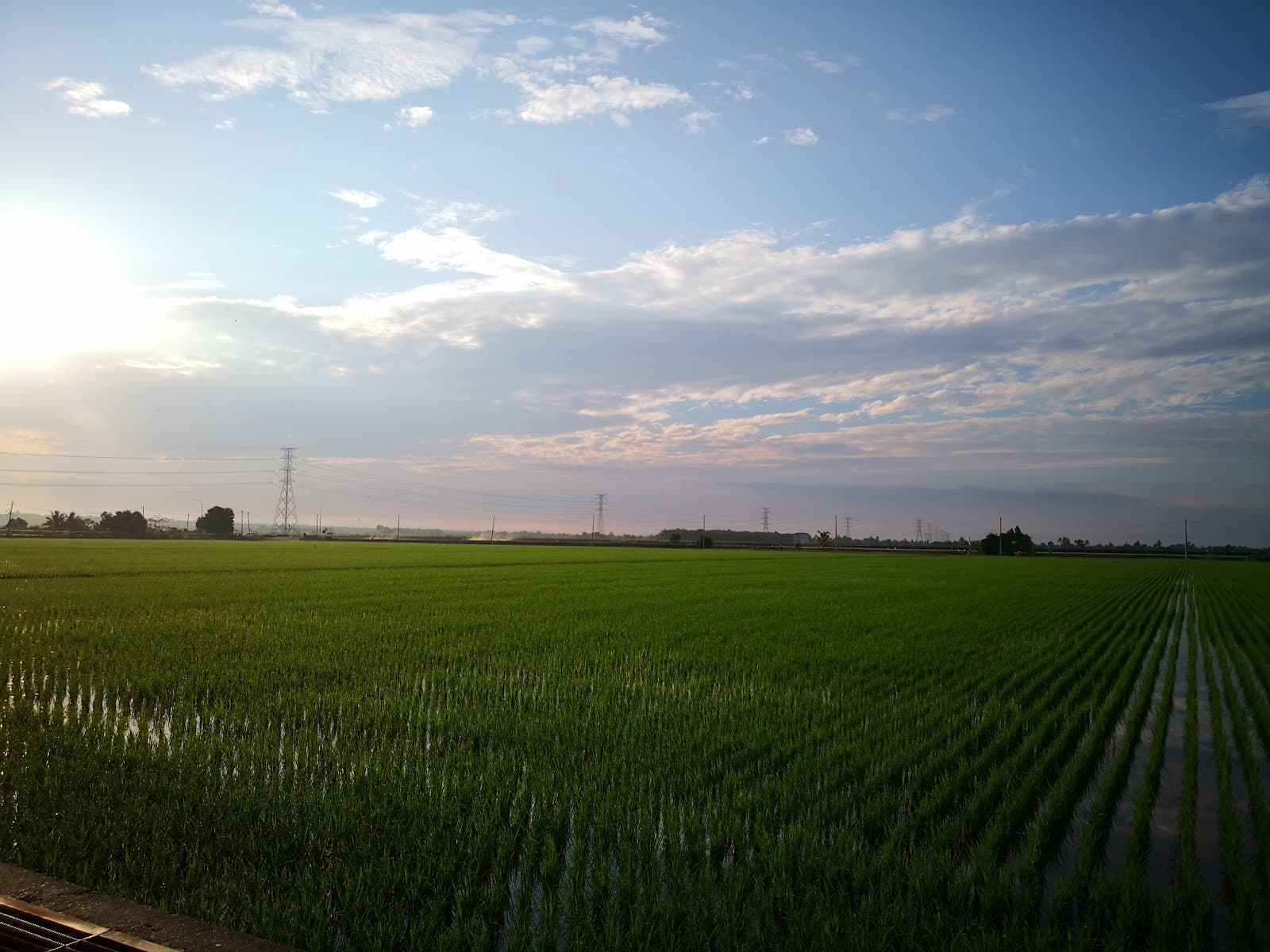 Tanjung Karang Rice Fields - Image 1