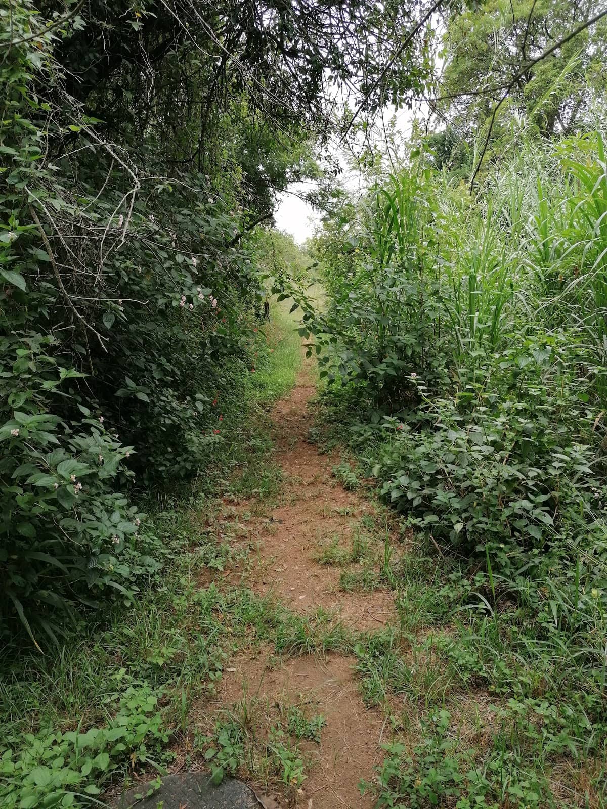 Local Nature Escape