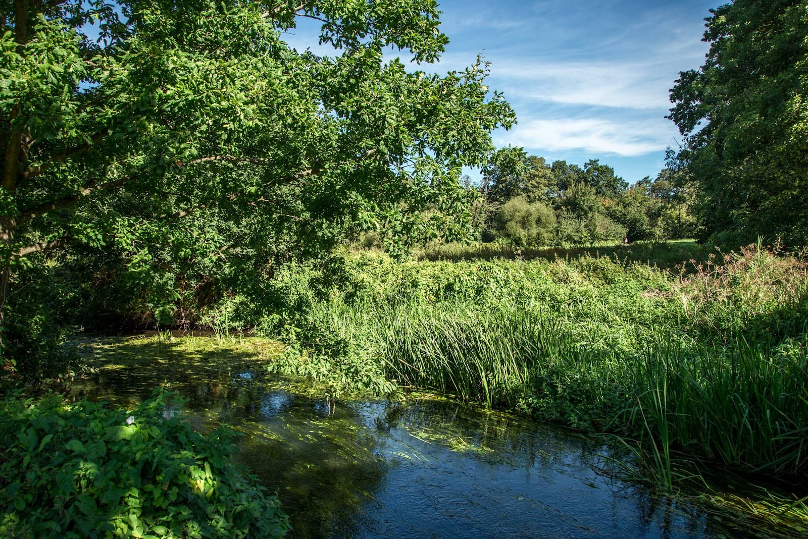 Open Meadows