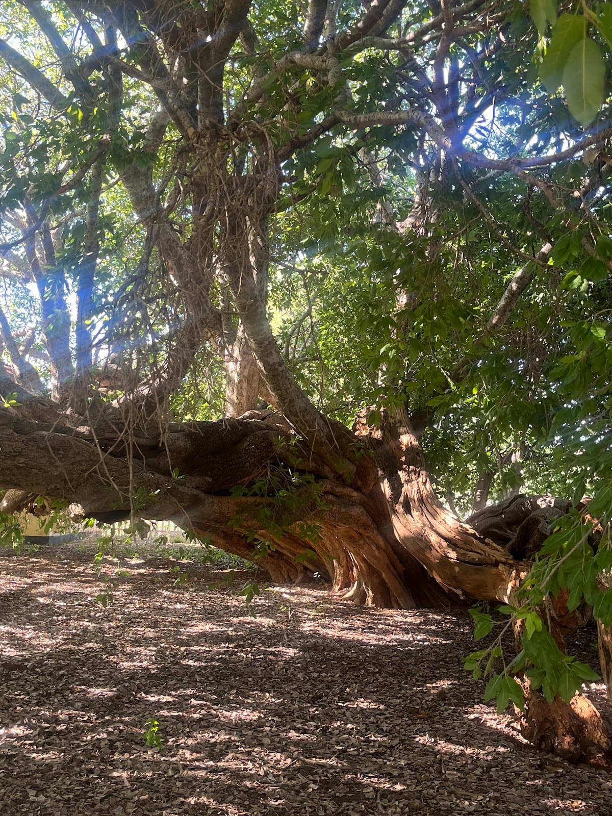 David Livingstone Tree (Manyana) - Image 1