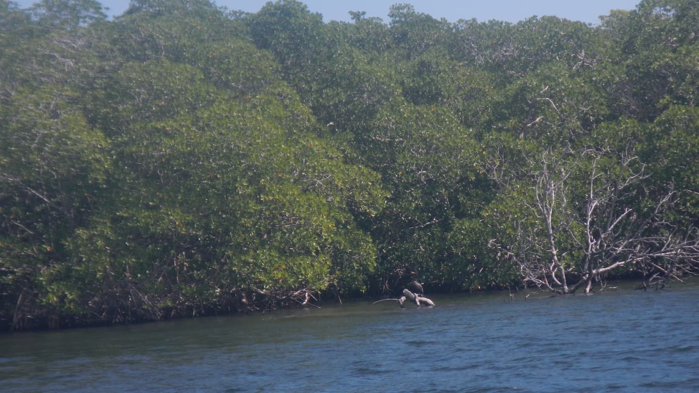 Swallow Caye Wildlife Sanctuary - Image 1