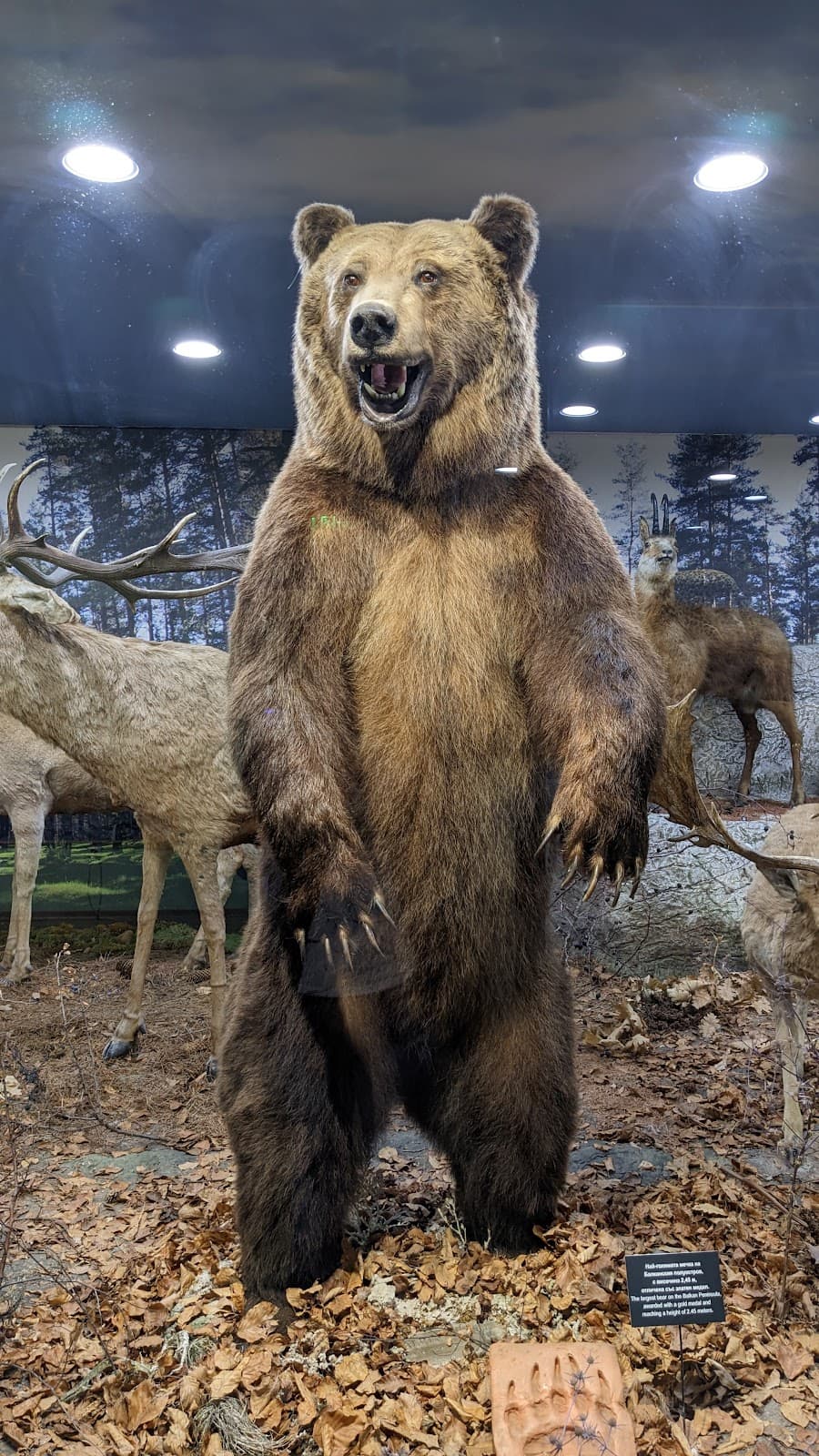 Dondukov Garden - Image 1