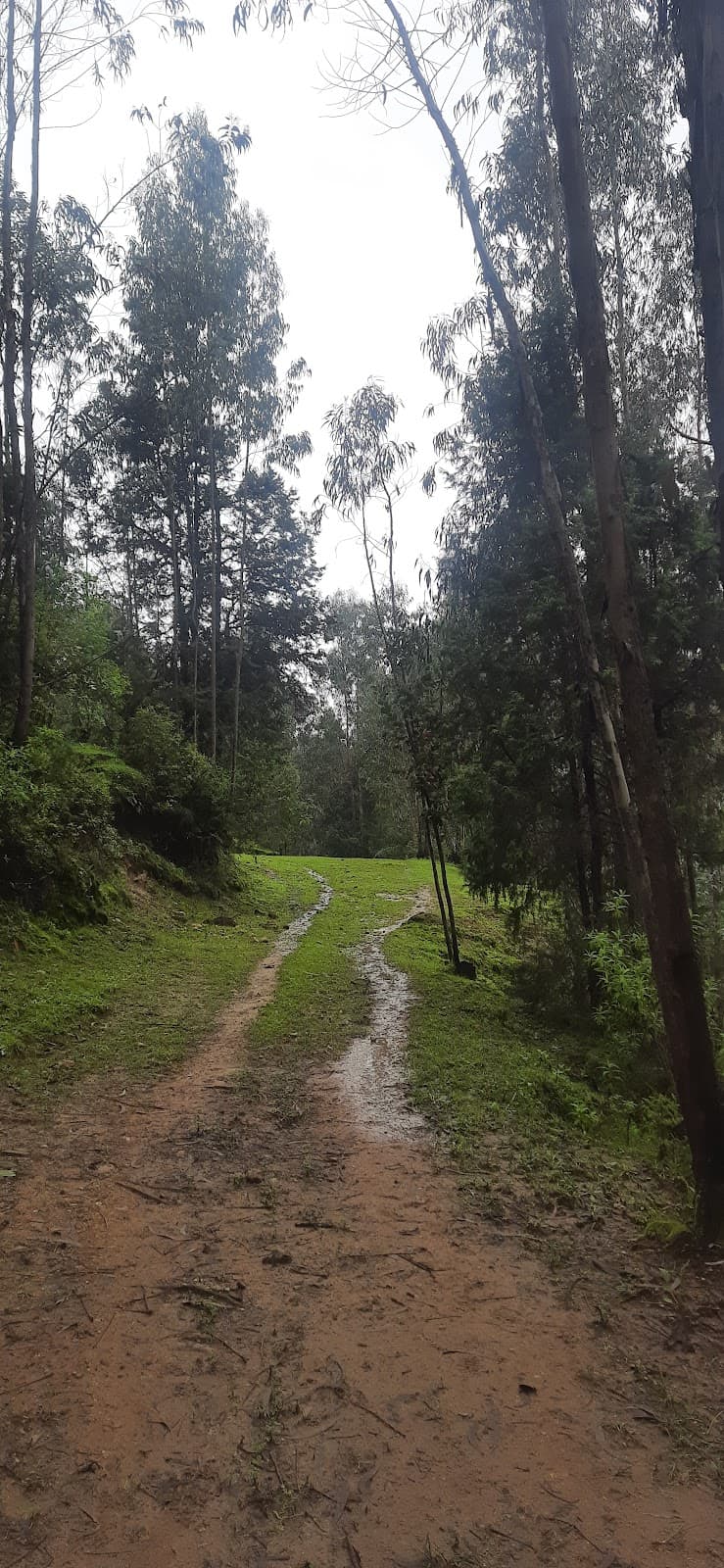 Yeka Mountain Forest - Image 1