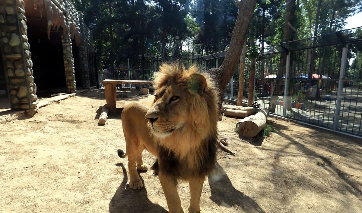 Tehran Zoo - Image 1