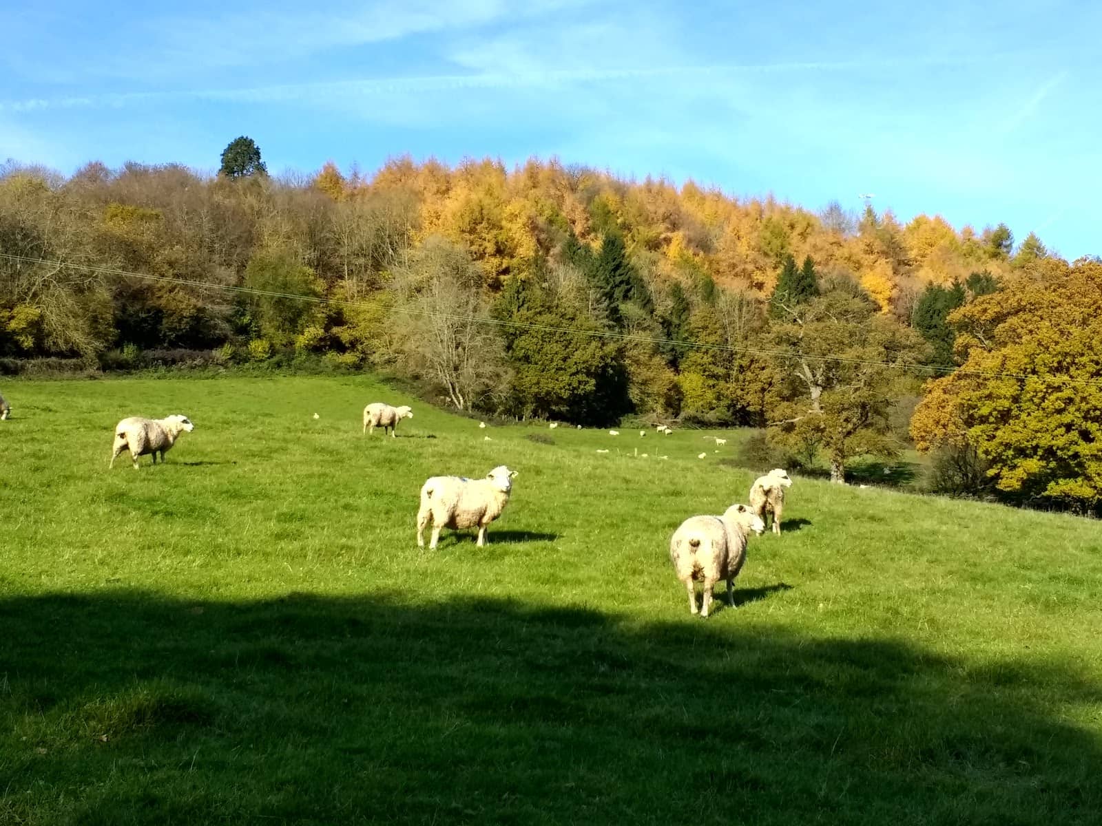 Peaceful Nature Escape
