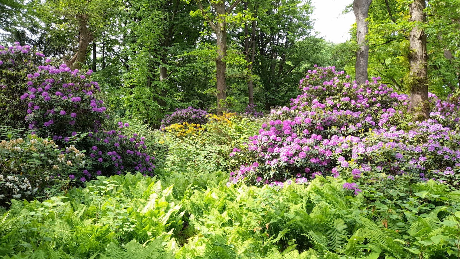 Rhododendronhain, Tiergarten - Image 1