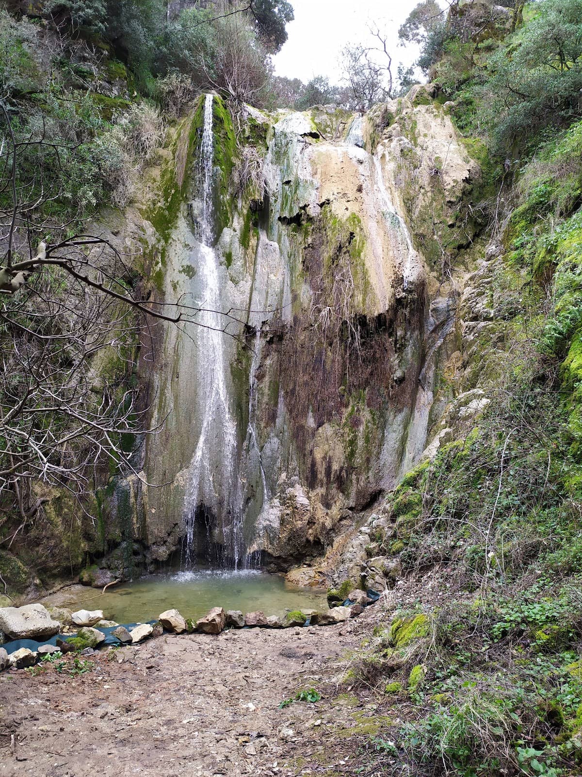 Lush Forest Walk