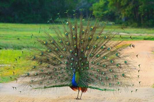 Kumana National Park Sri Lanka - Image 1