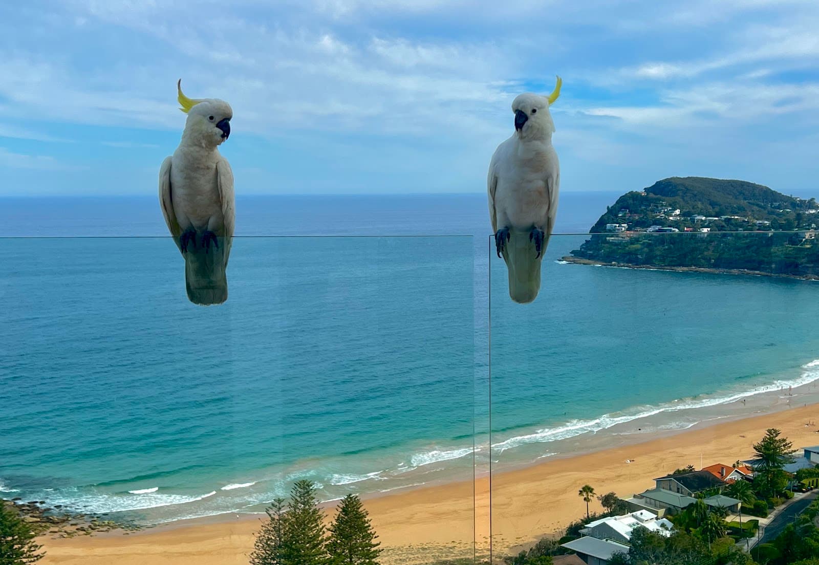 Whale Beach Sydney - Image 1