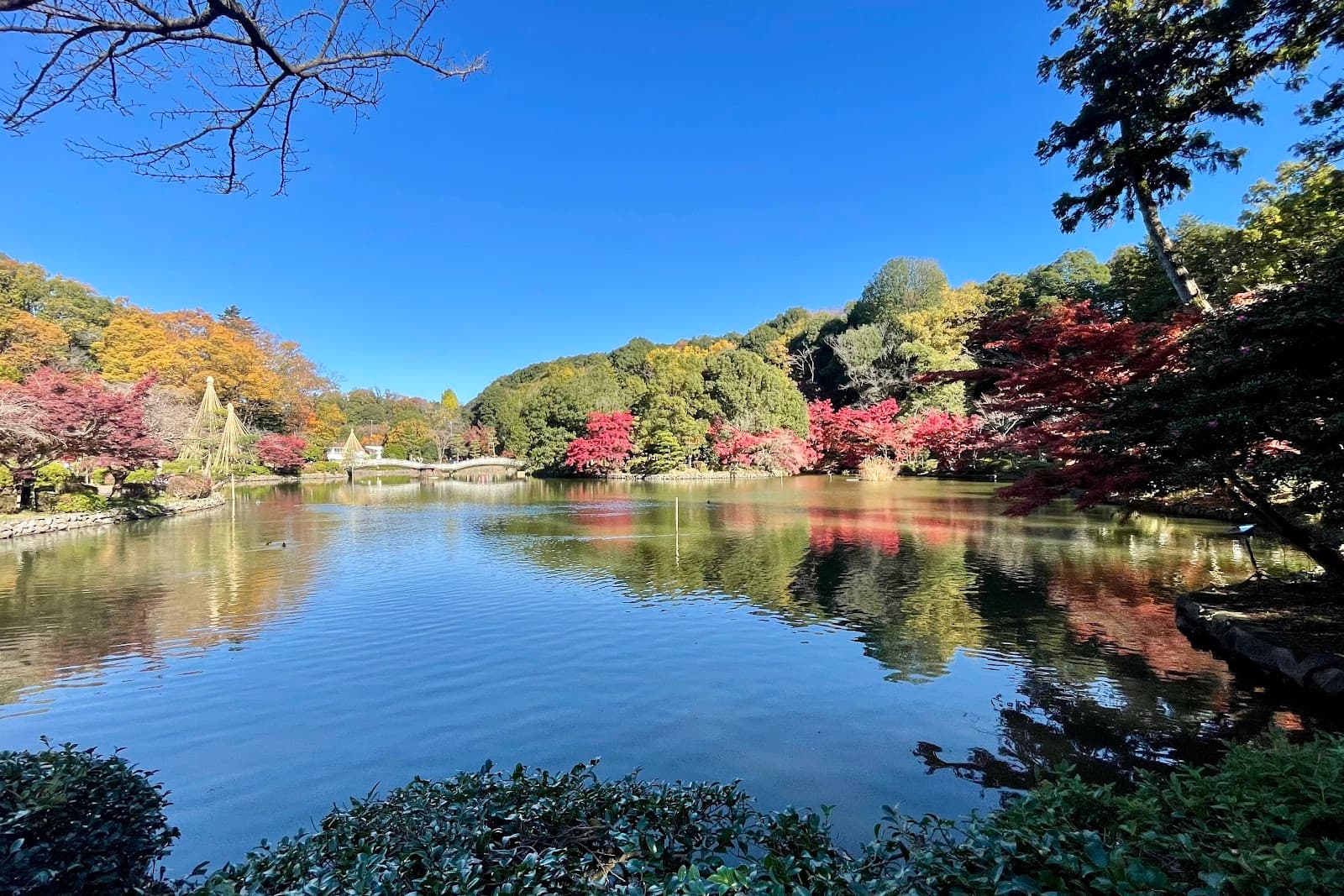 Yakushi-ike Park - Image 1