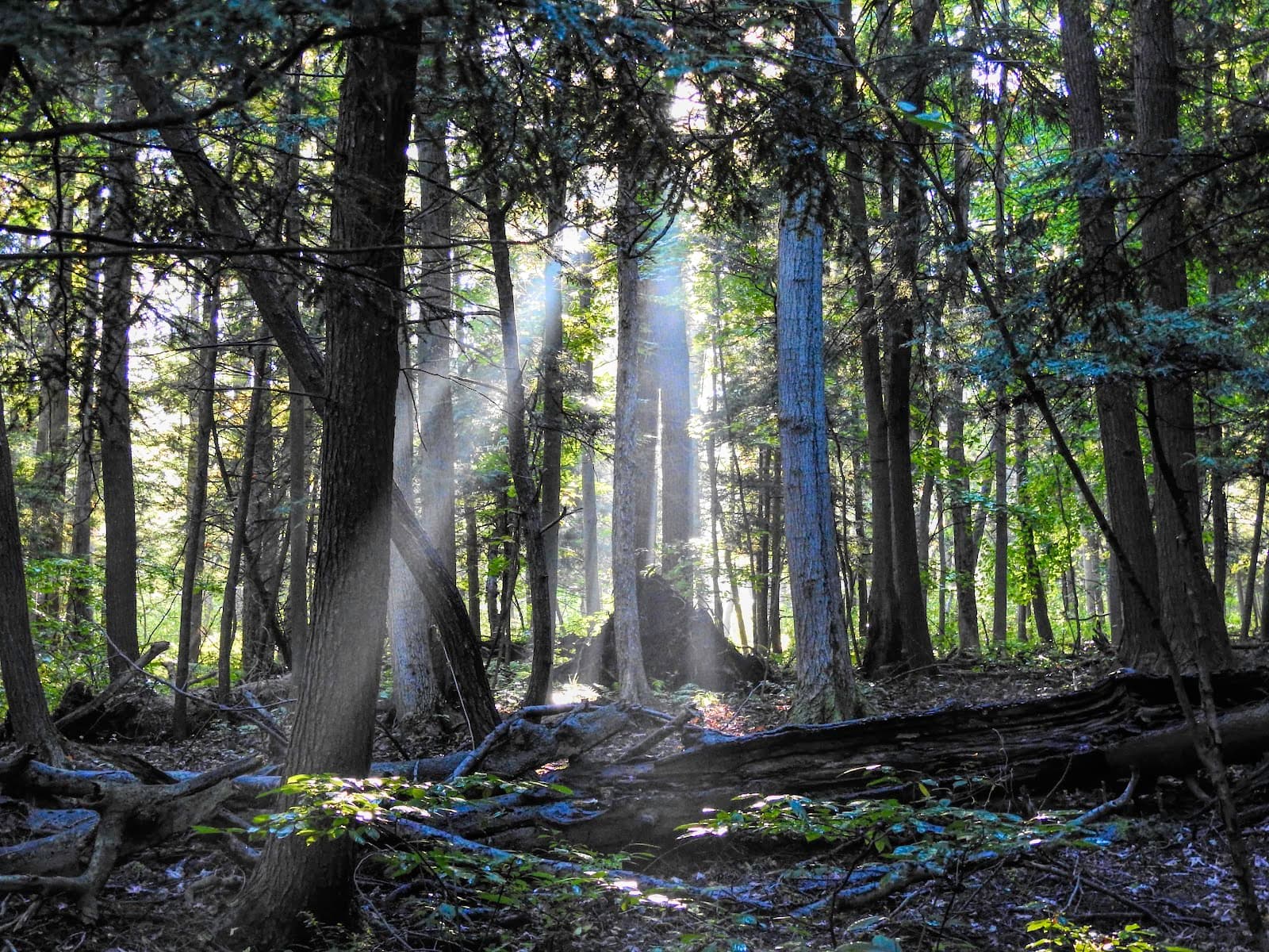 Byron-Bergen Swamp - Image 1