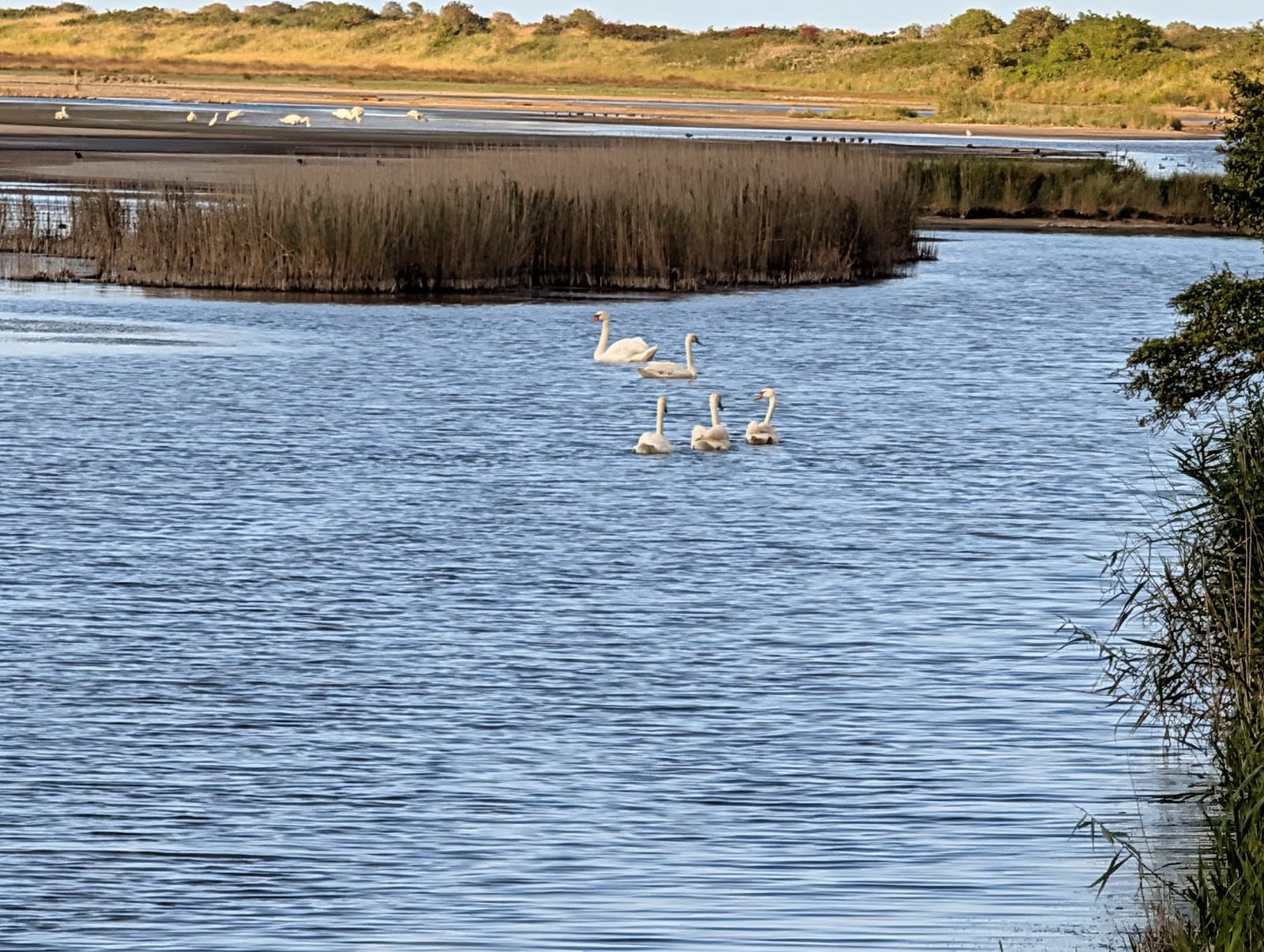 Réserve naturelle de Beauguillot - Image 1