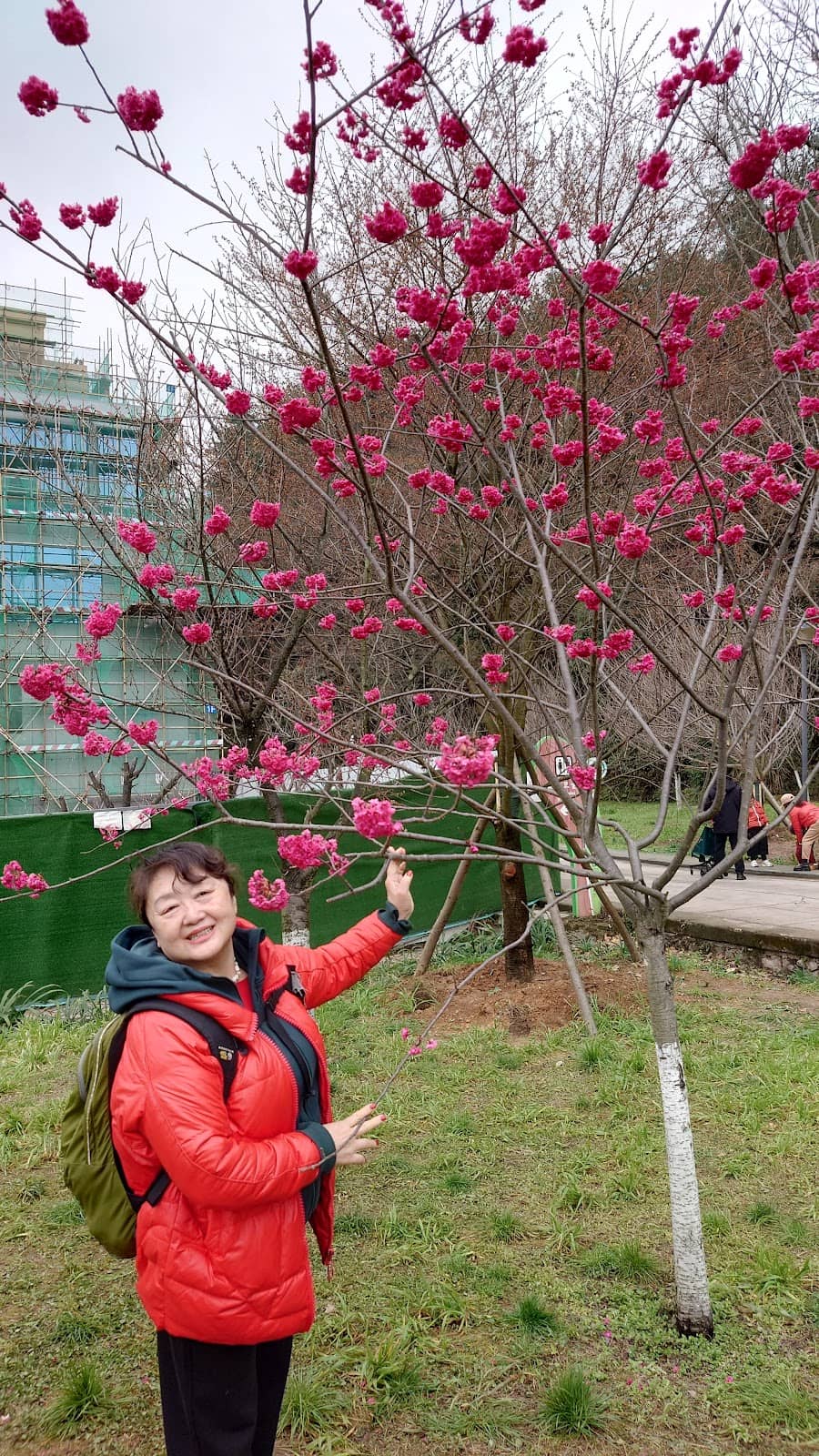 Bell-Flowered Cherry Blossoms