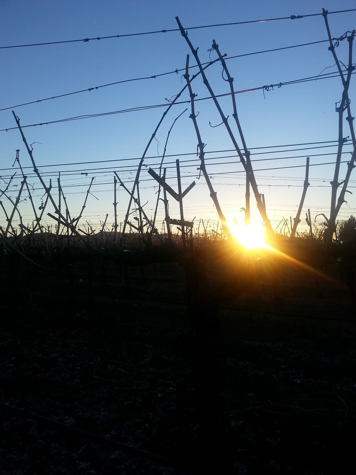 Jamesport Vineyards - Image 1