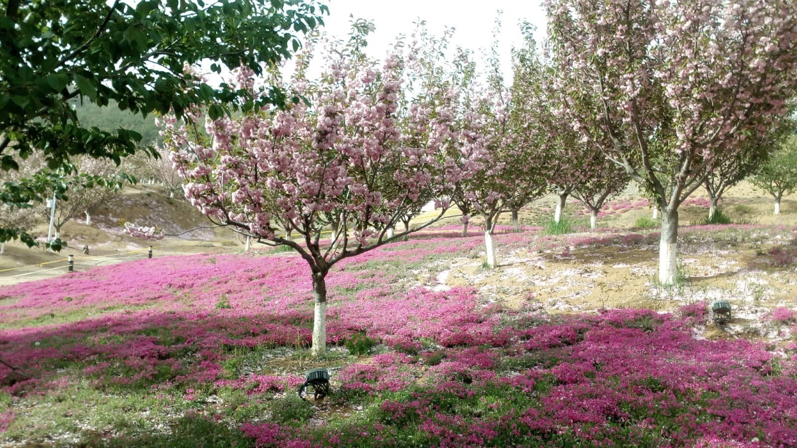Young, Vibrant Trees