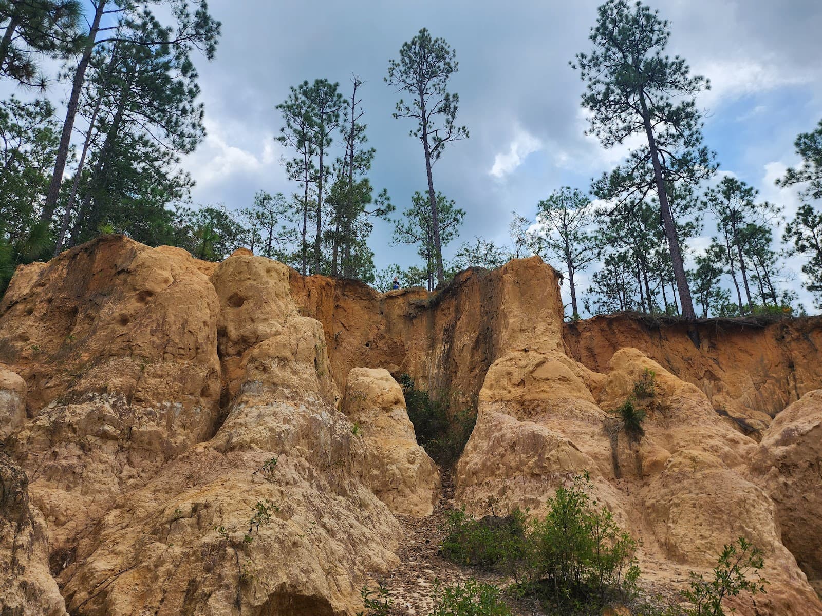 Blackwater River State Forest - Image 1