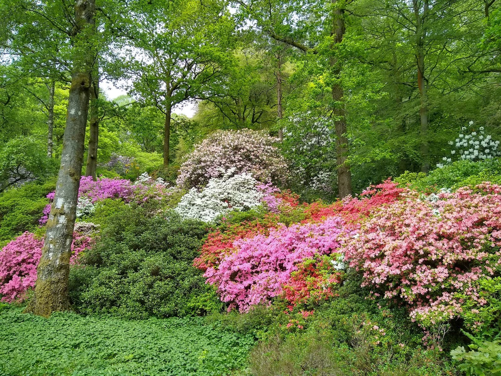 Stagshaw Garden - Image 1