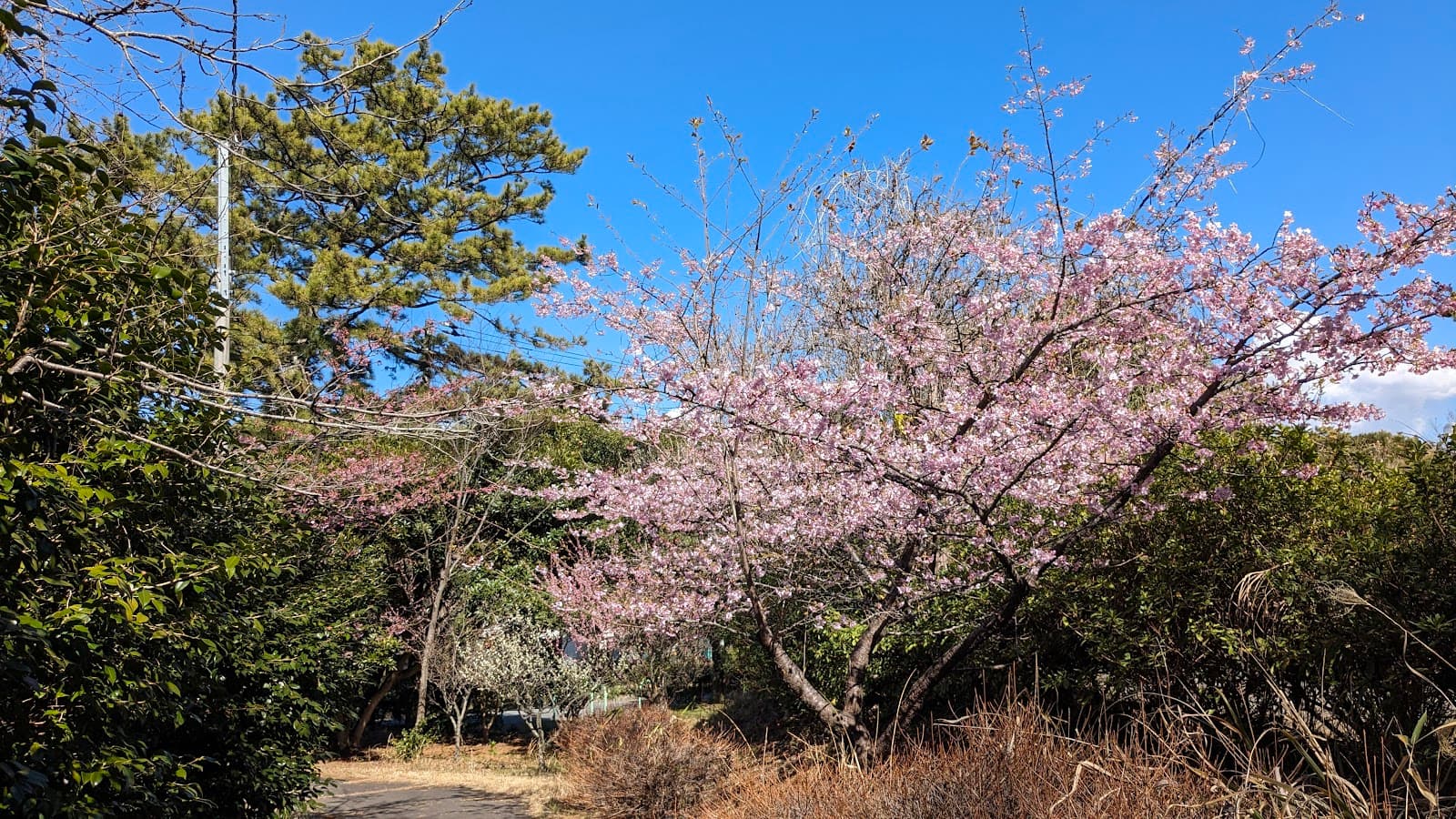 Ganyudo Seaside Park - Image 1
