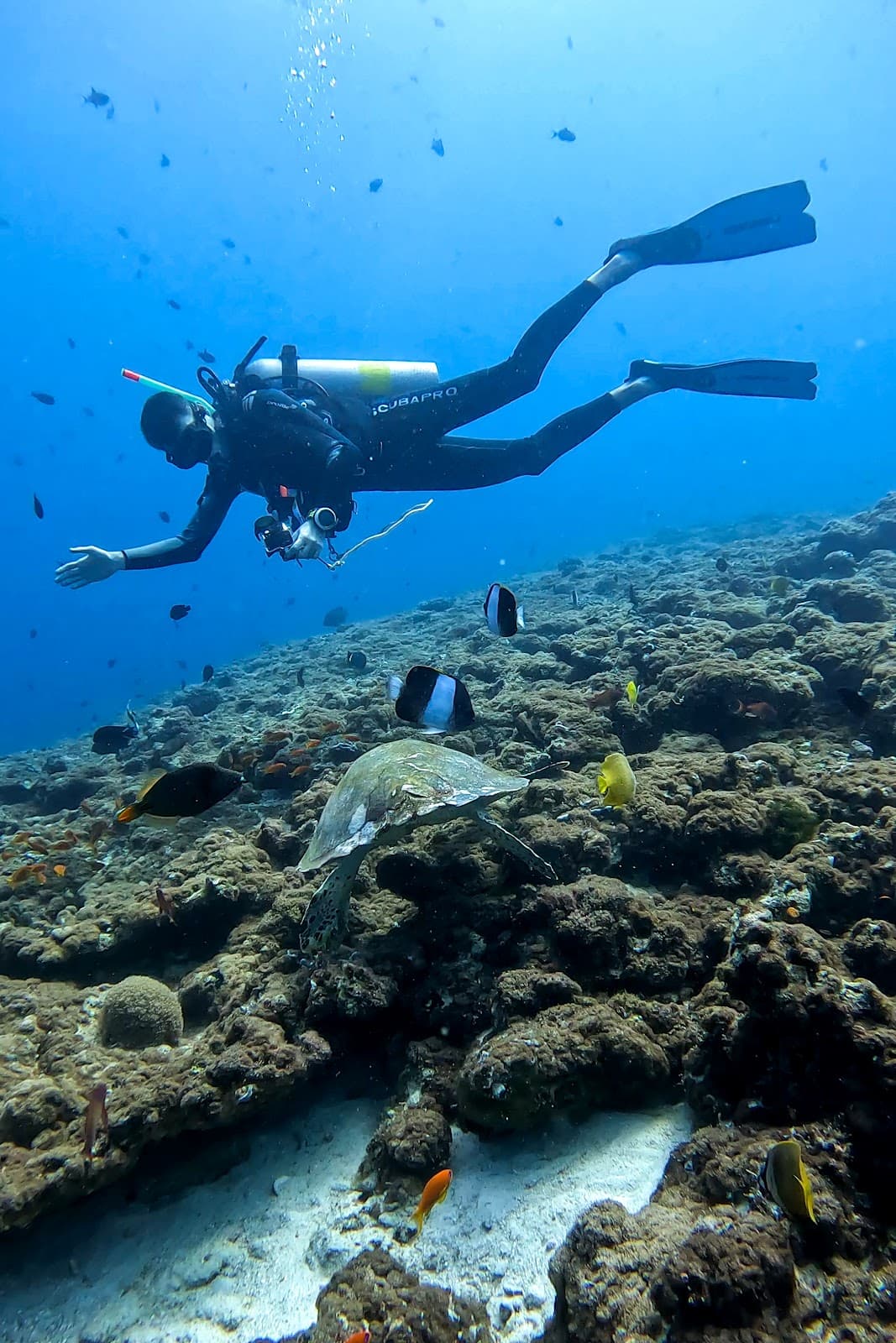 Fish Head Ari Atoll - Image 1