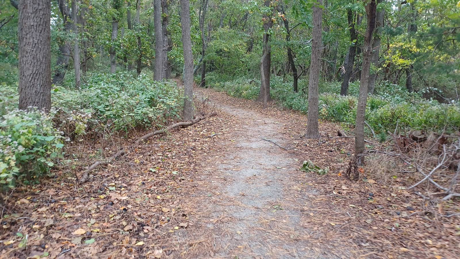 Wooded Trails