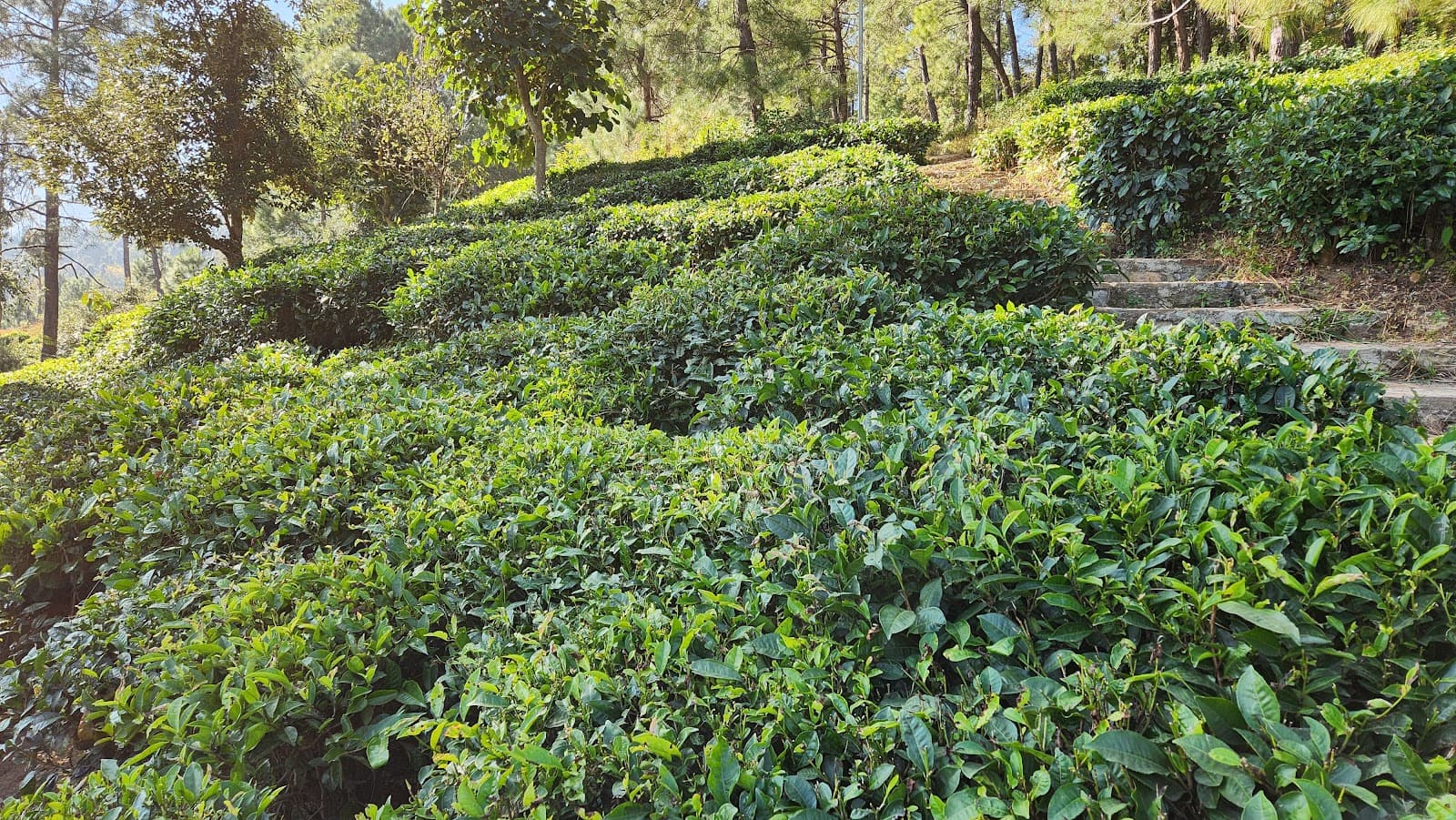 Kausani Tea Estate - Image 1