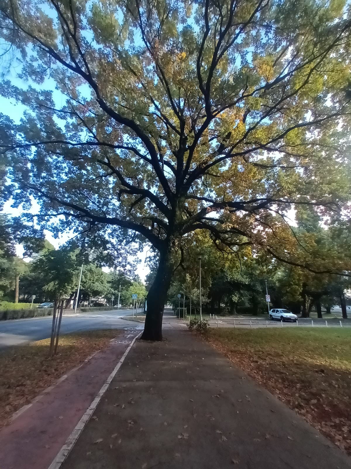Dinoša Tree Fountain - Image 1