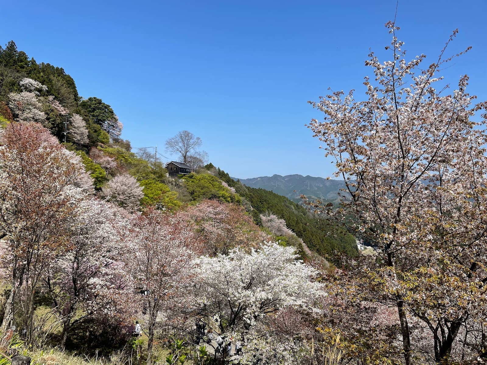 Shimosenbon (Lower Yoshino) - Image 1