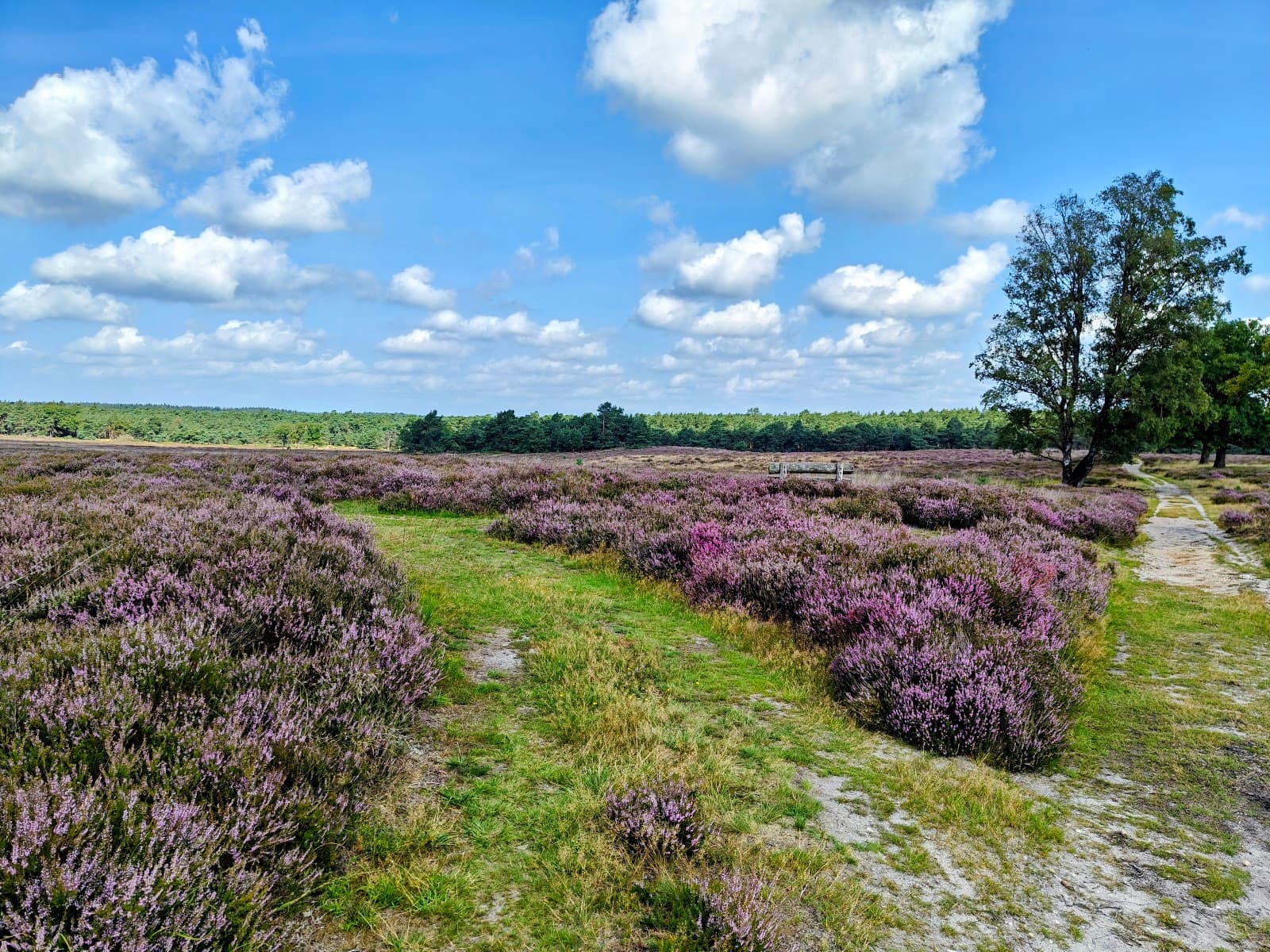 Deelerwoud Nature Reserve - Image 1