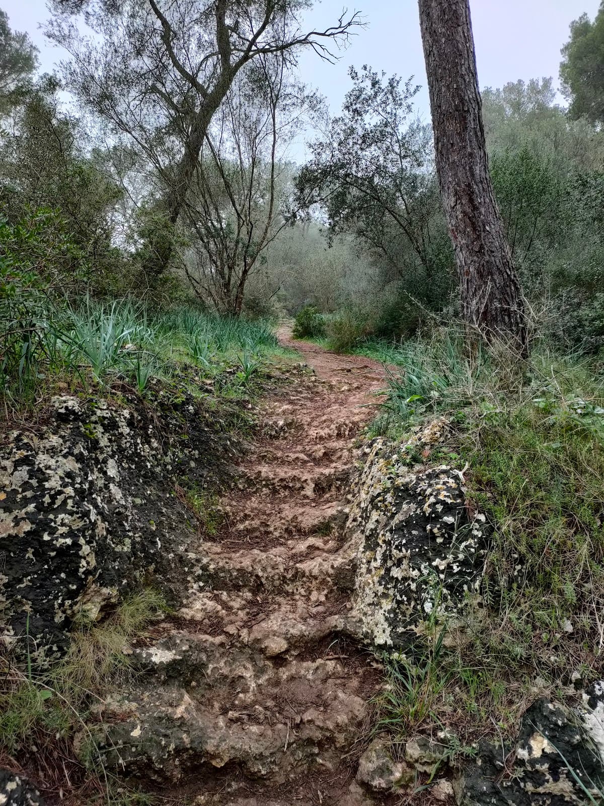 Bellver Forest - Image 1