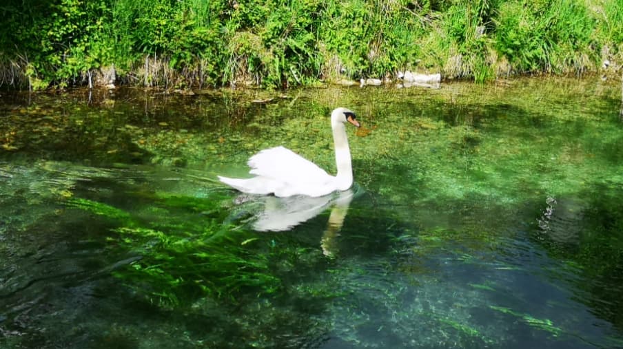 Clitunno Springs (Fonti del Clitunno) - Image 1