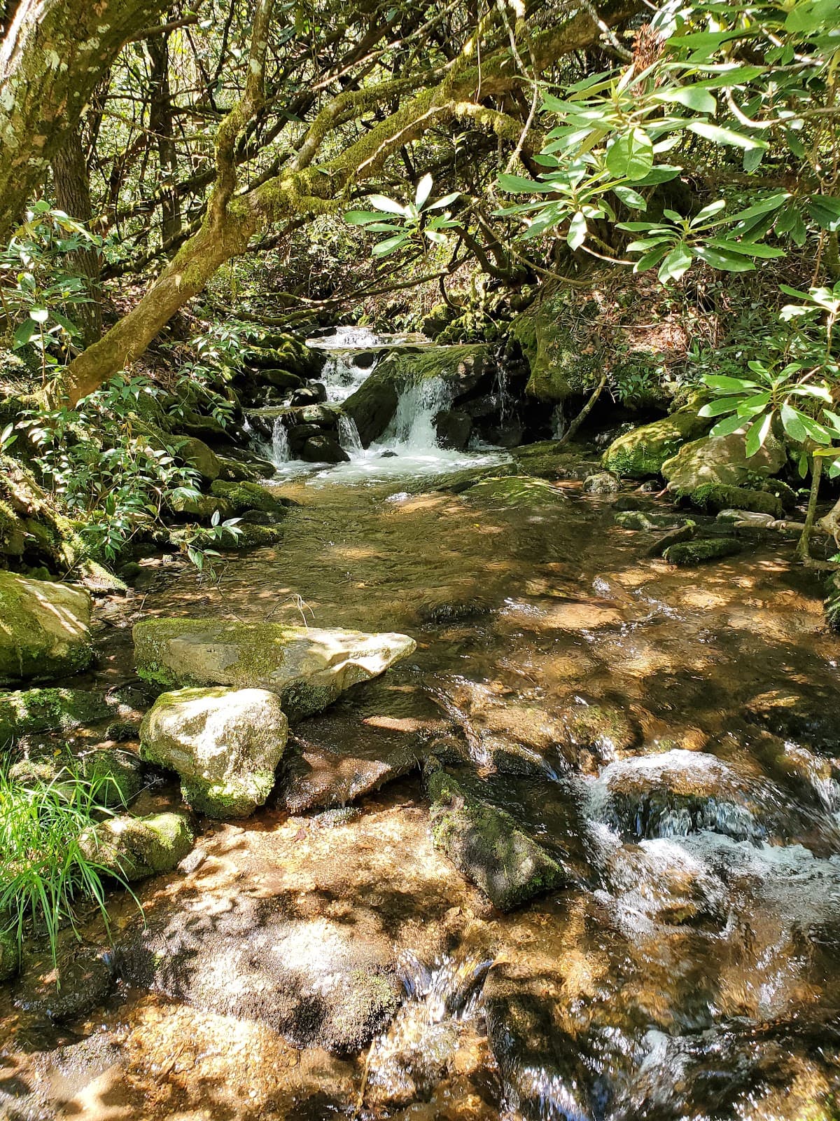 Ellicott Rock Wilderness - Image 1