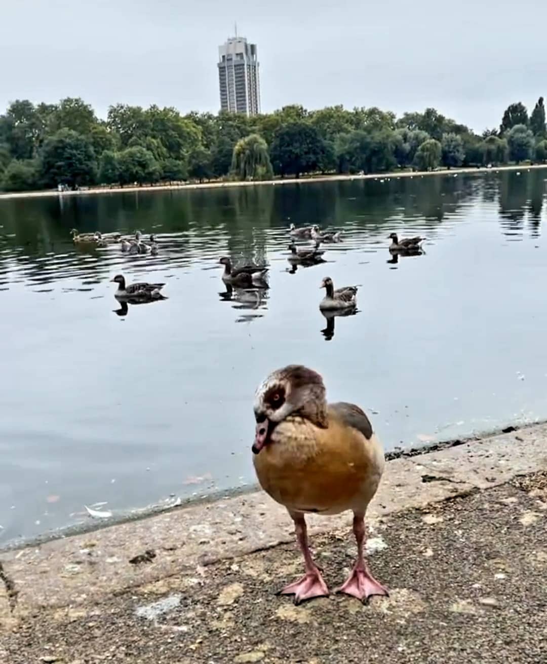 Hyde Park Chicago Neighborhood