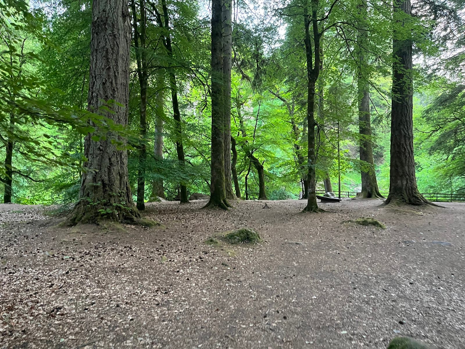 Craigvinean Forest - Image 1