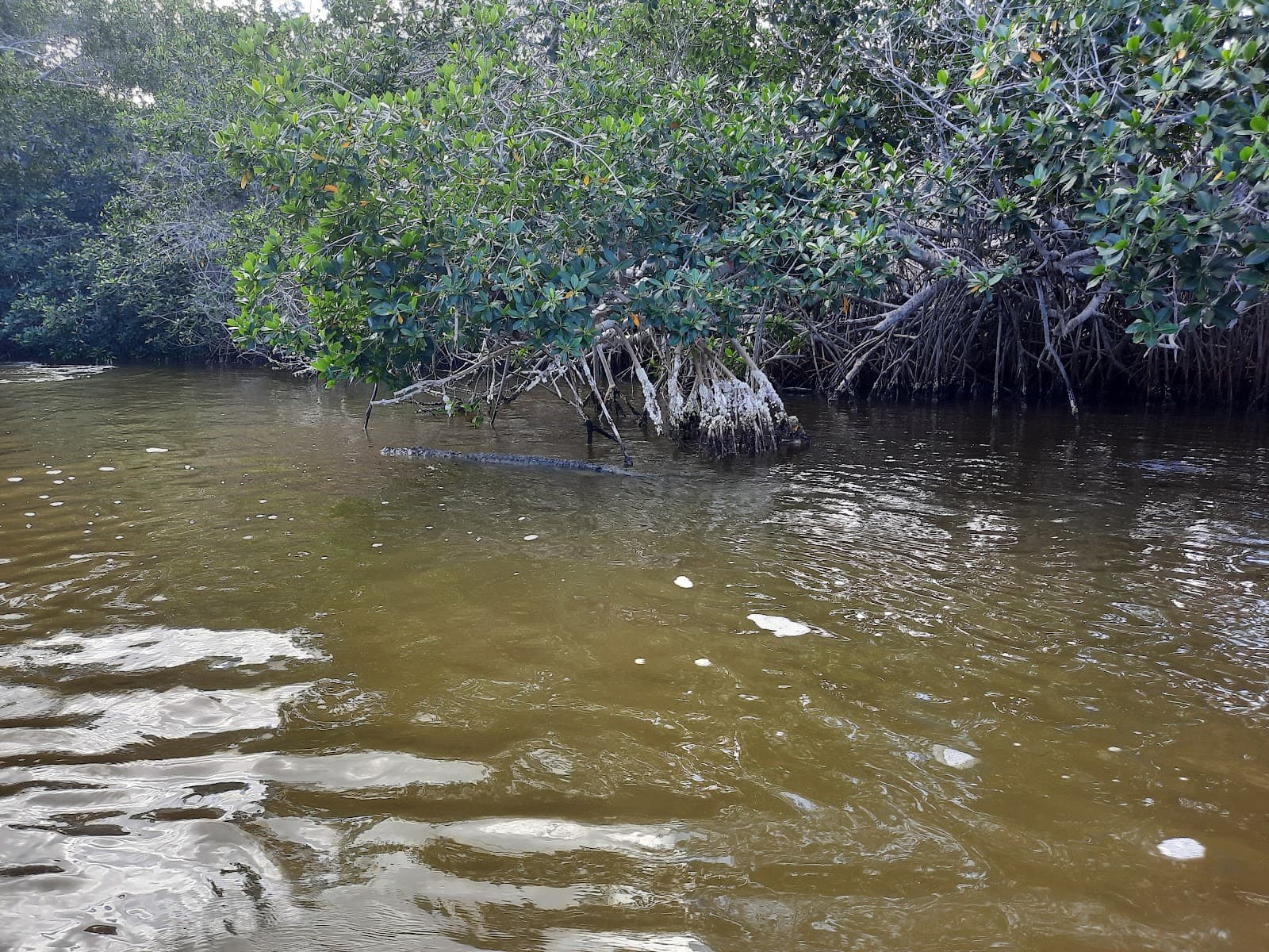 San Felipe, Yucatán - Image 1