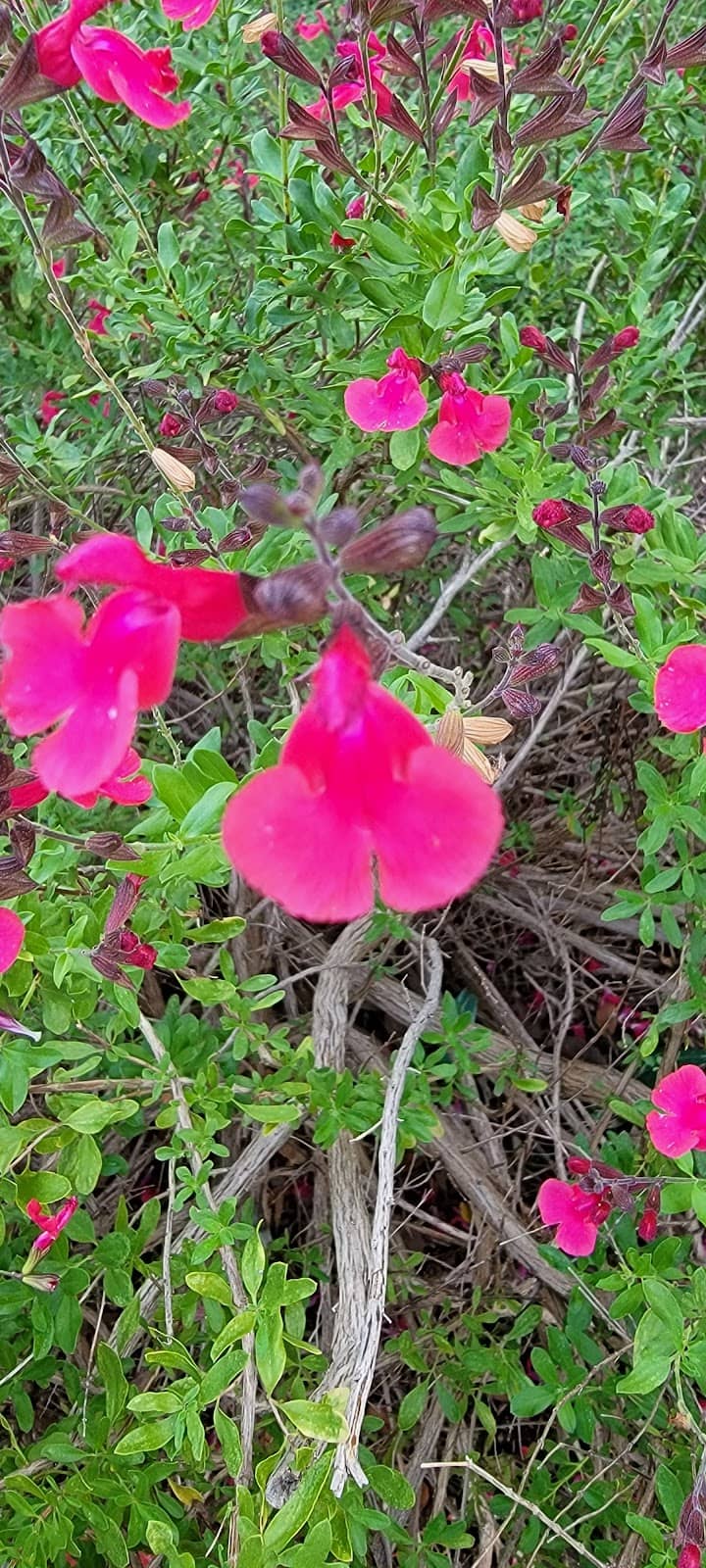 Ruthie's Food Trailer