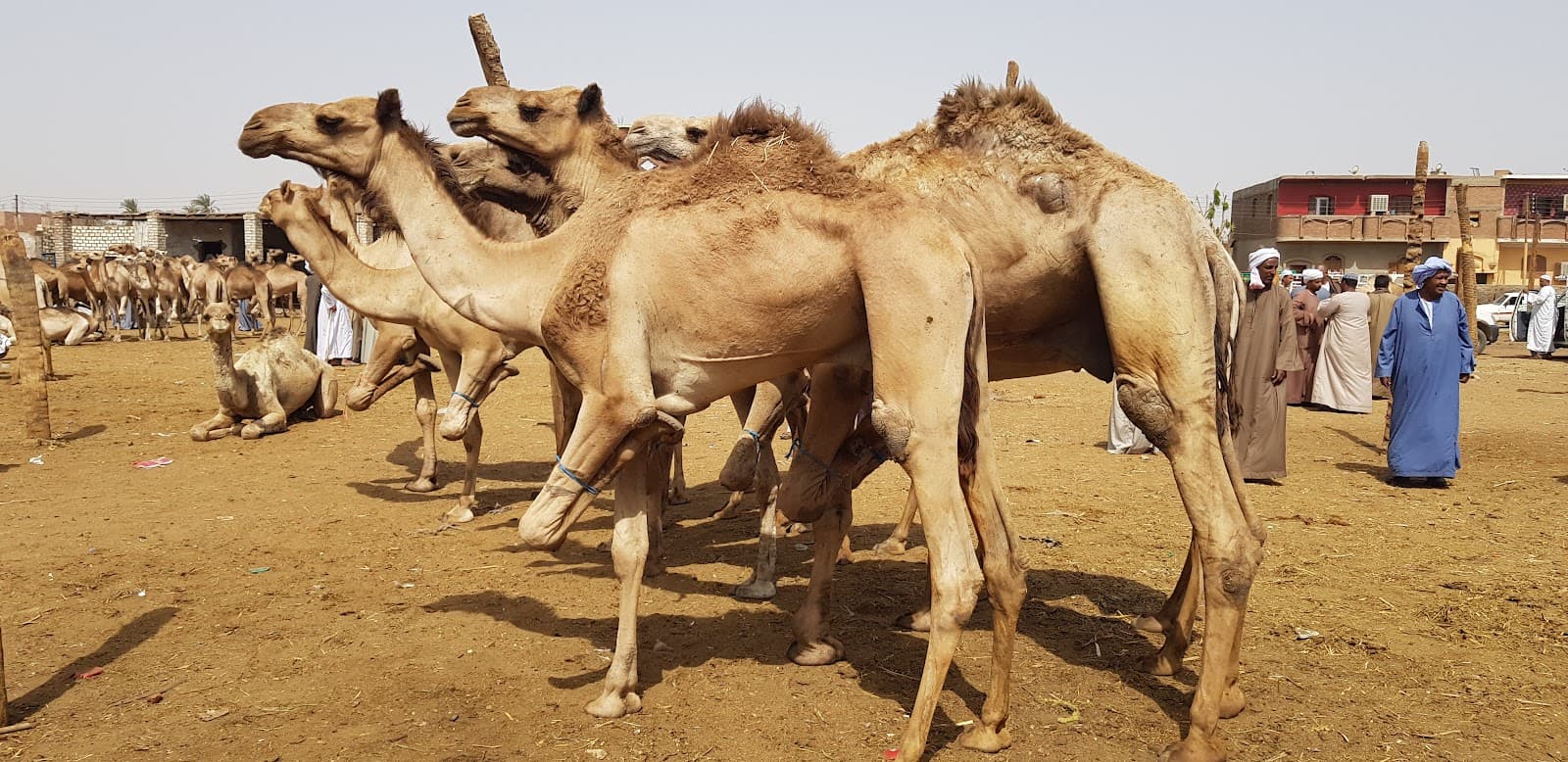 Daraw Camel Market - Image 1
