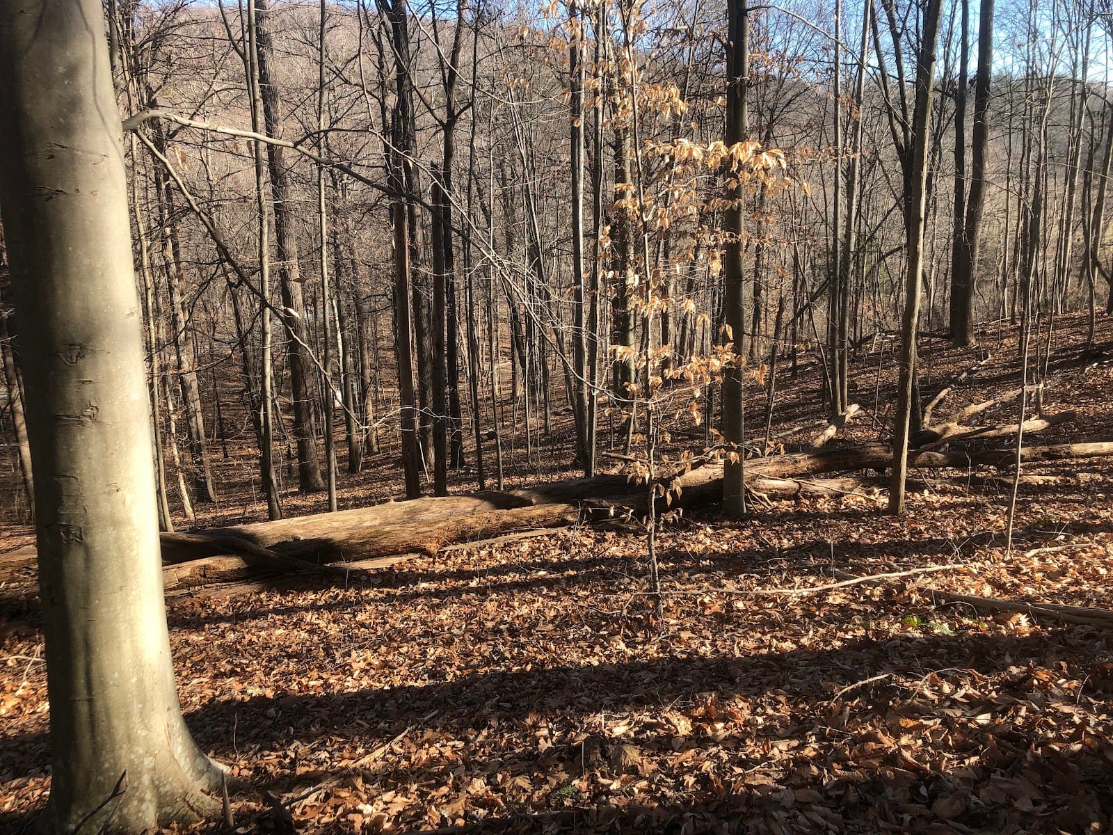 Brushy Hills Preserve - Image 1