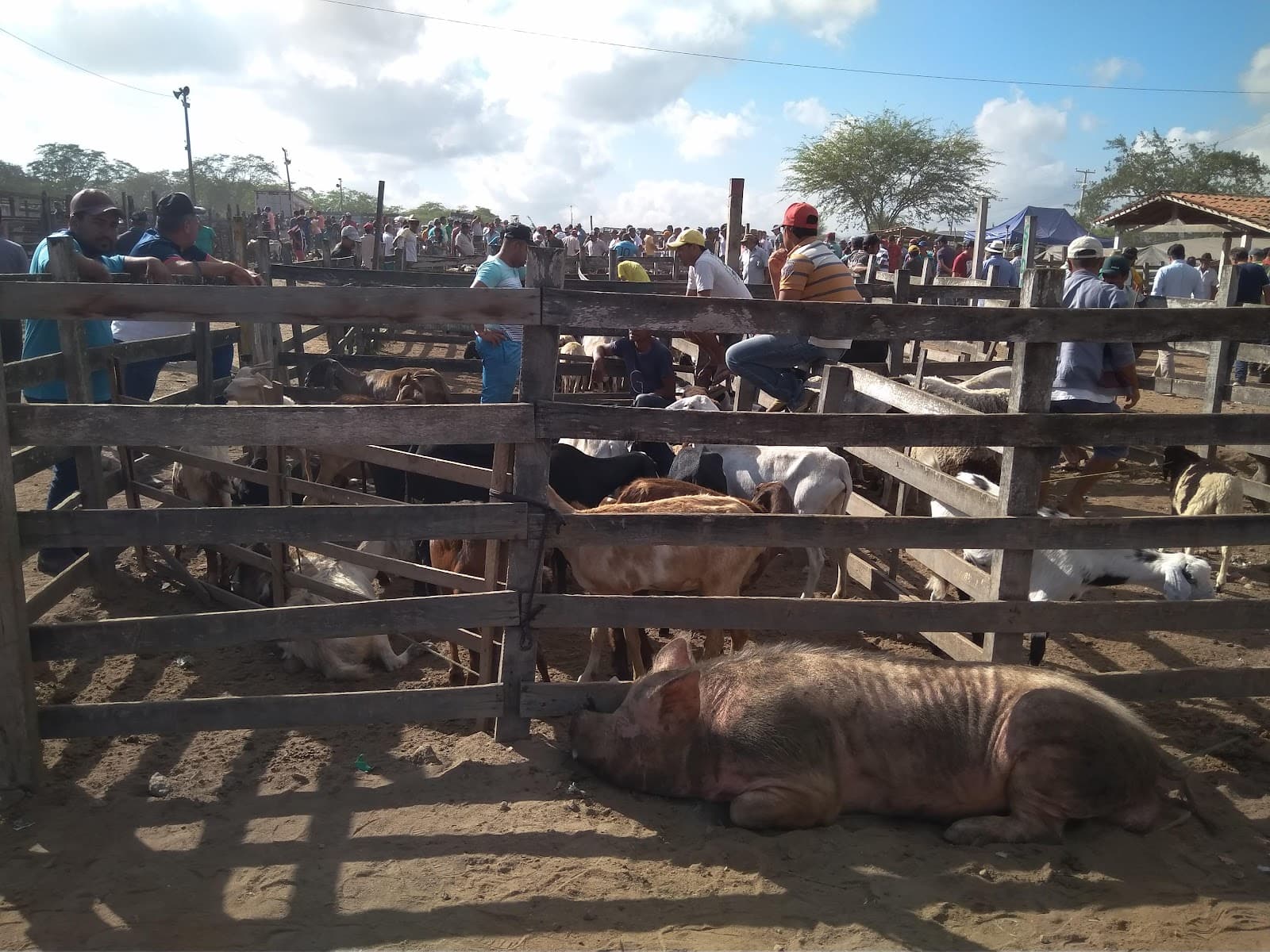 Parque de Exposições de Caruaru (Feira de Gado) - Image 1