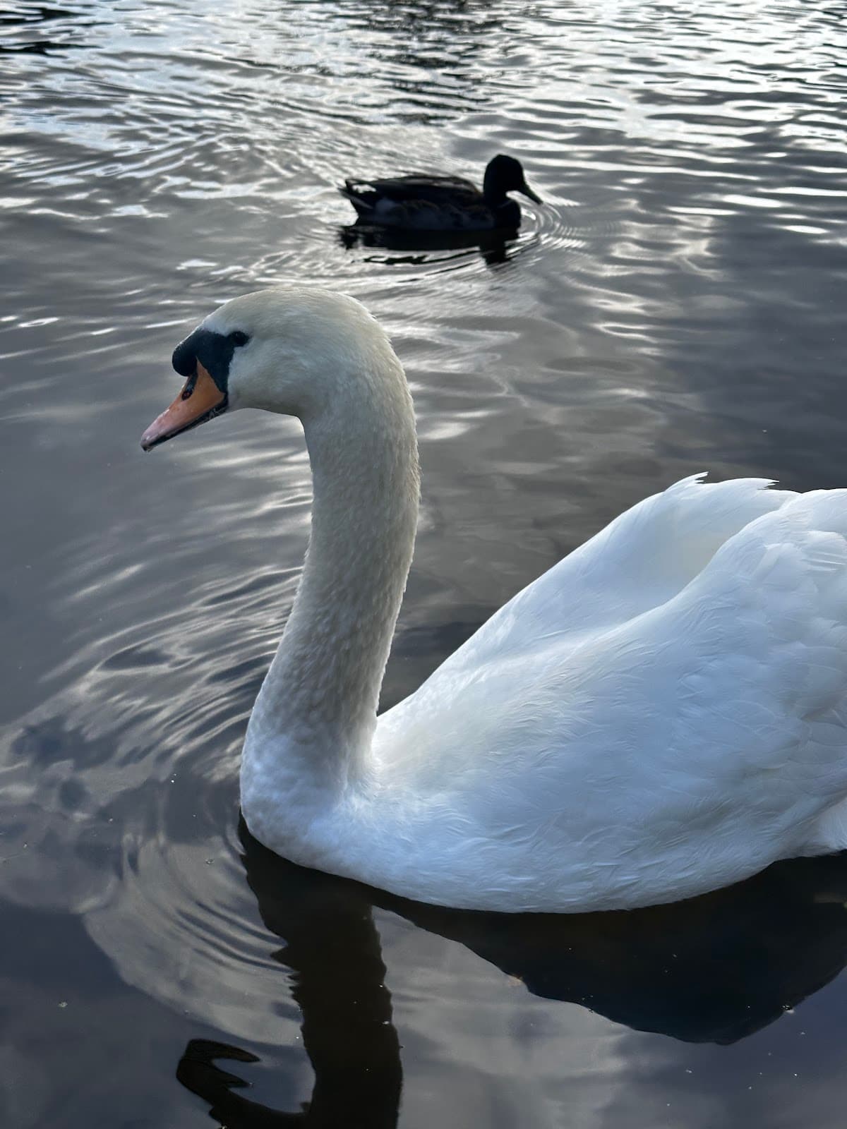 Riverside Walk (Little Ouse) - Image 1
