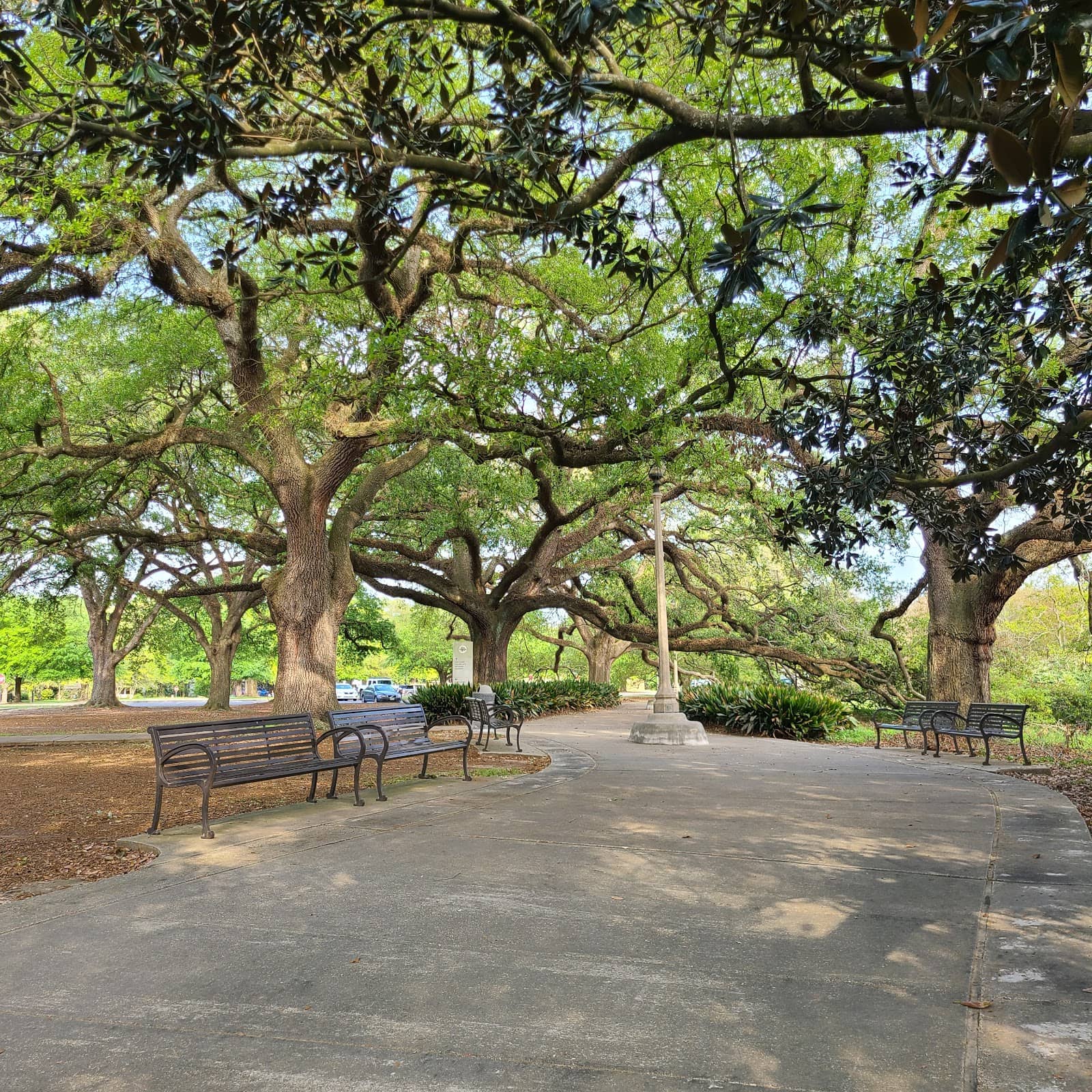 Picnic Under Live Oaks
