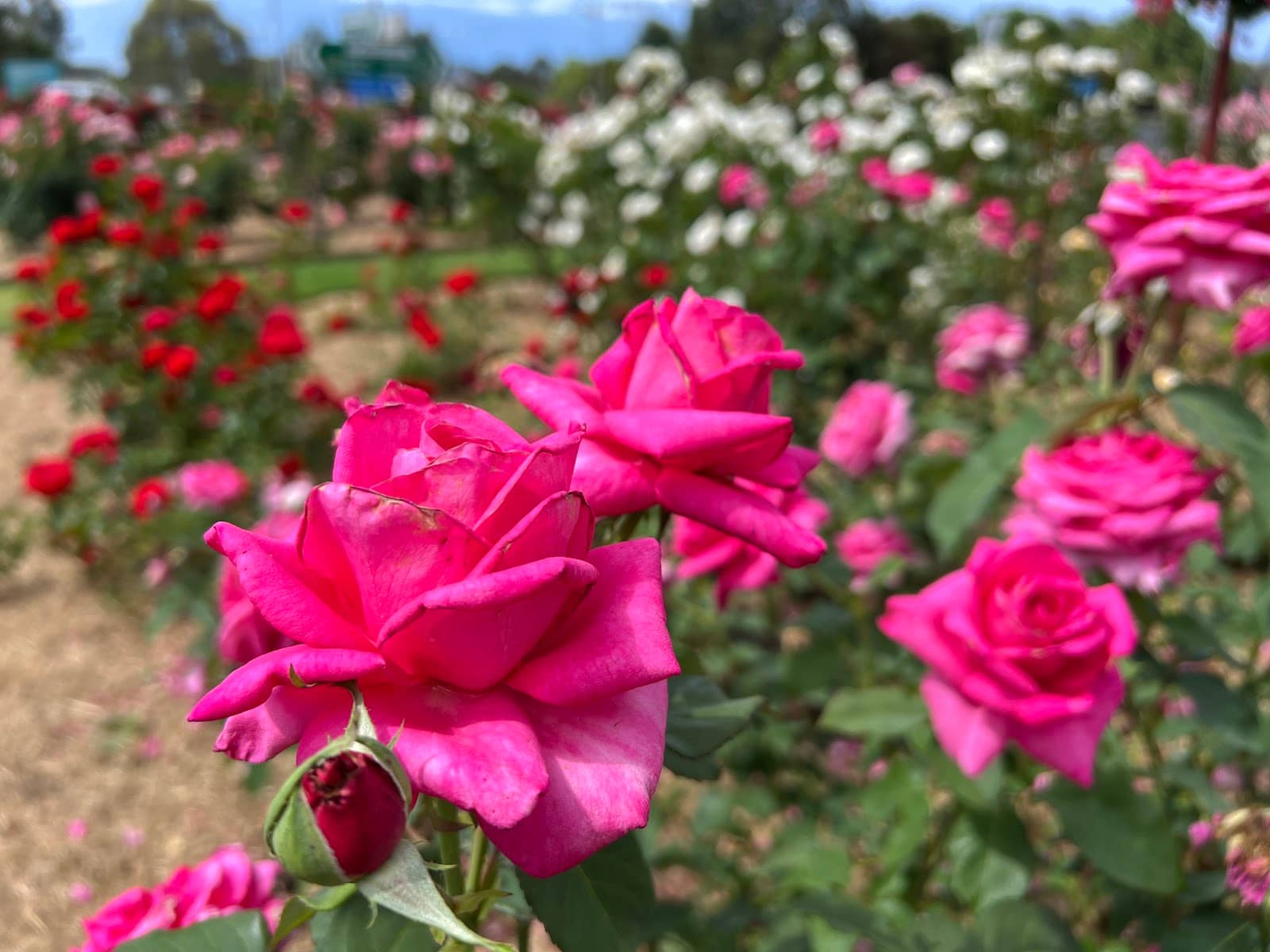 Peaceful Park Ambiance