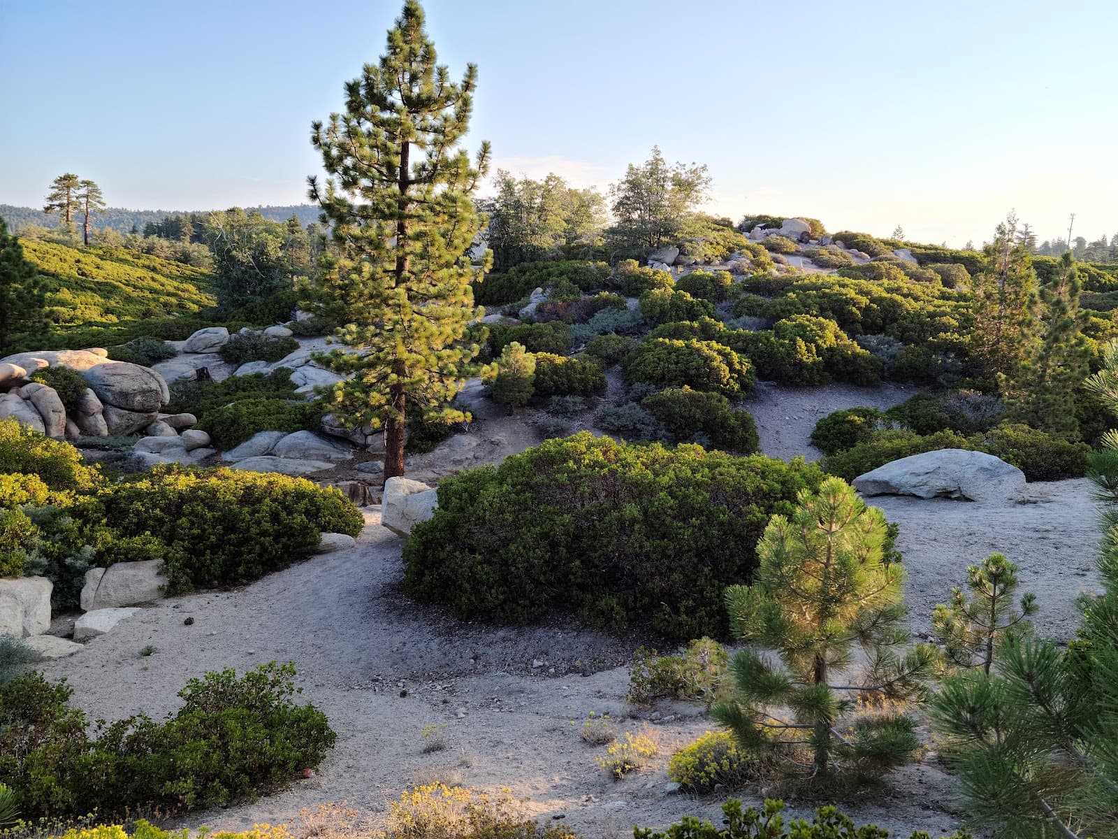 National Children's Forest - Image 1