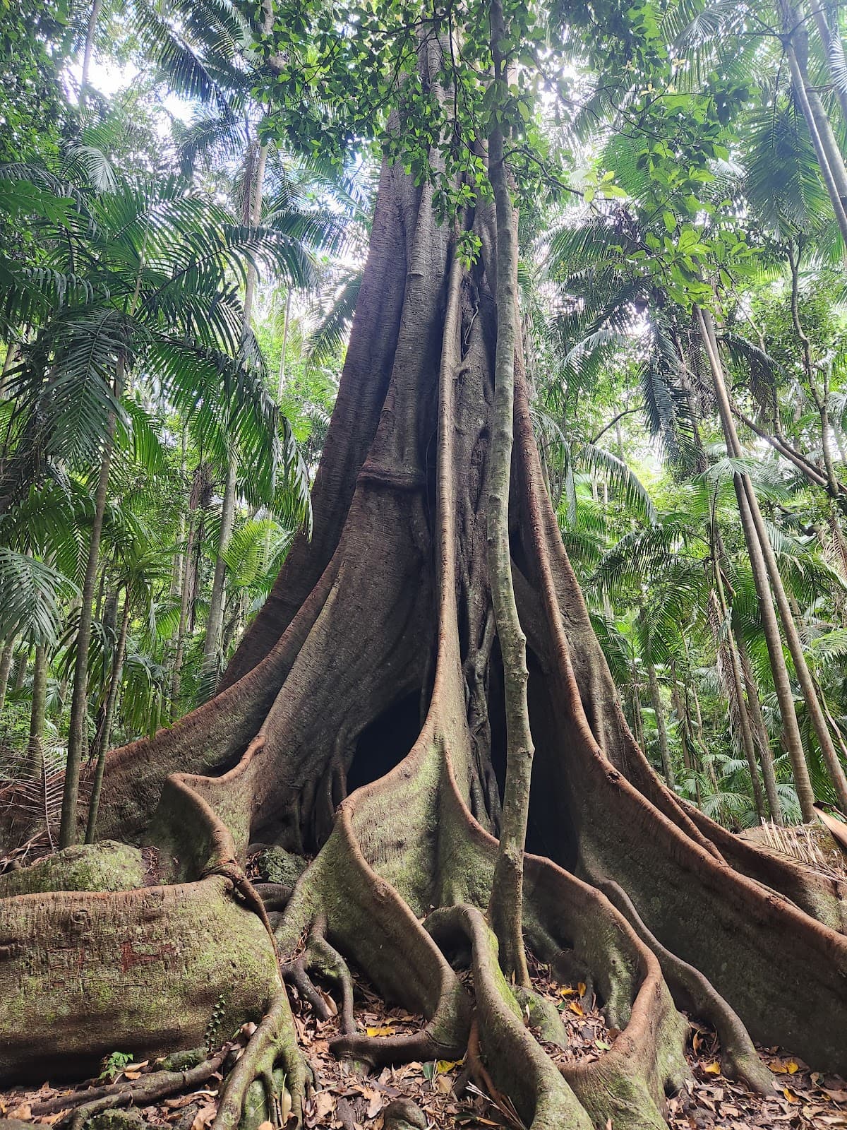 Witches Falls Section (Tamborine NP) - Image 1