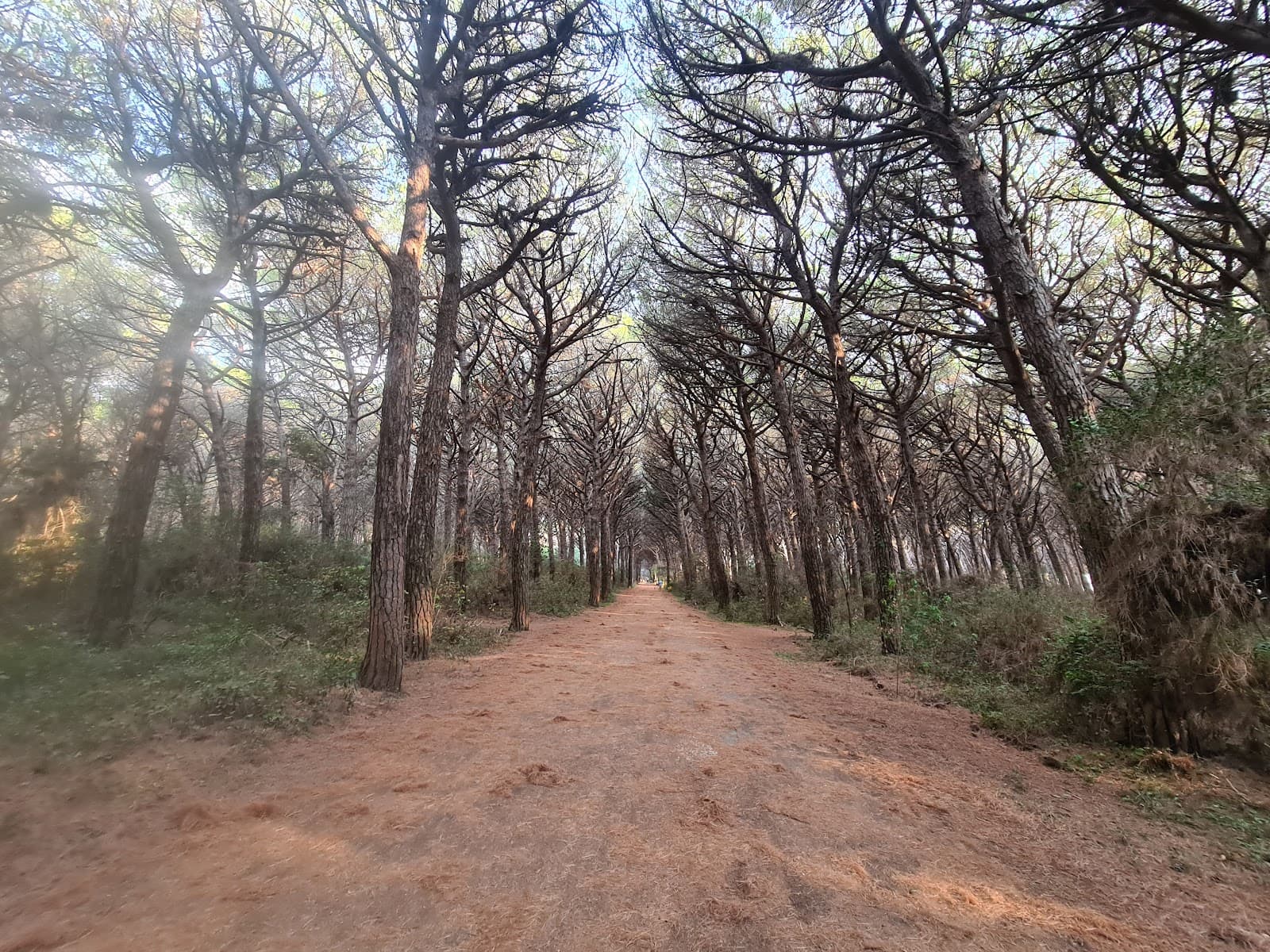 Pineta di Marina di Castagneto - Image 1