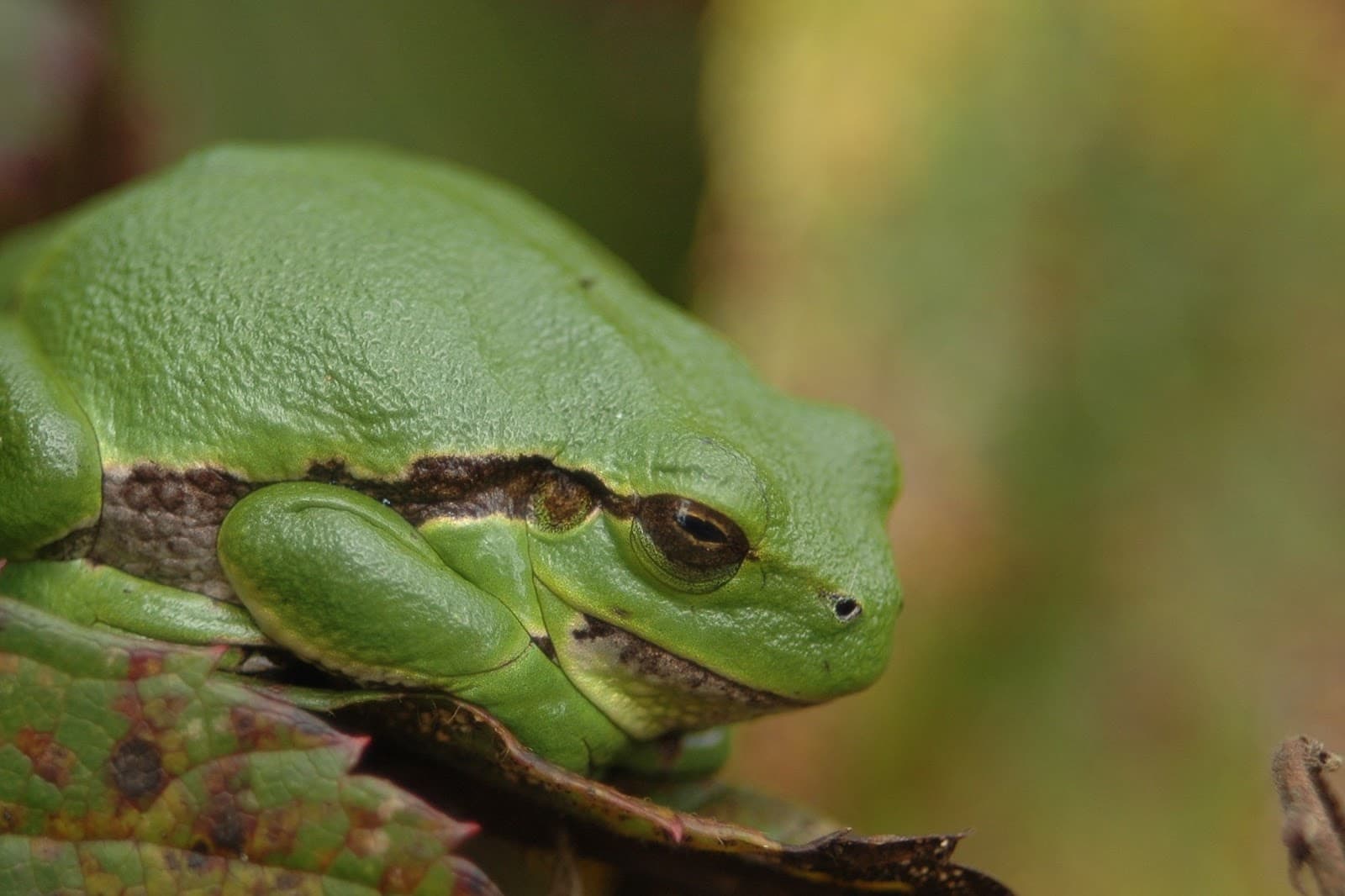 De Brand Nature Reserve - Image 1