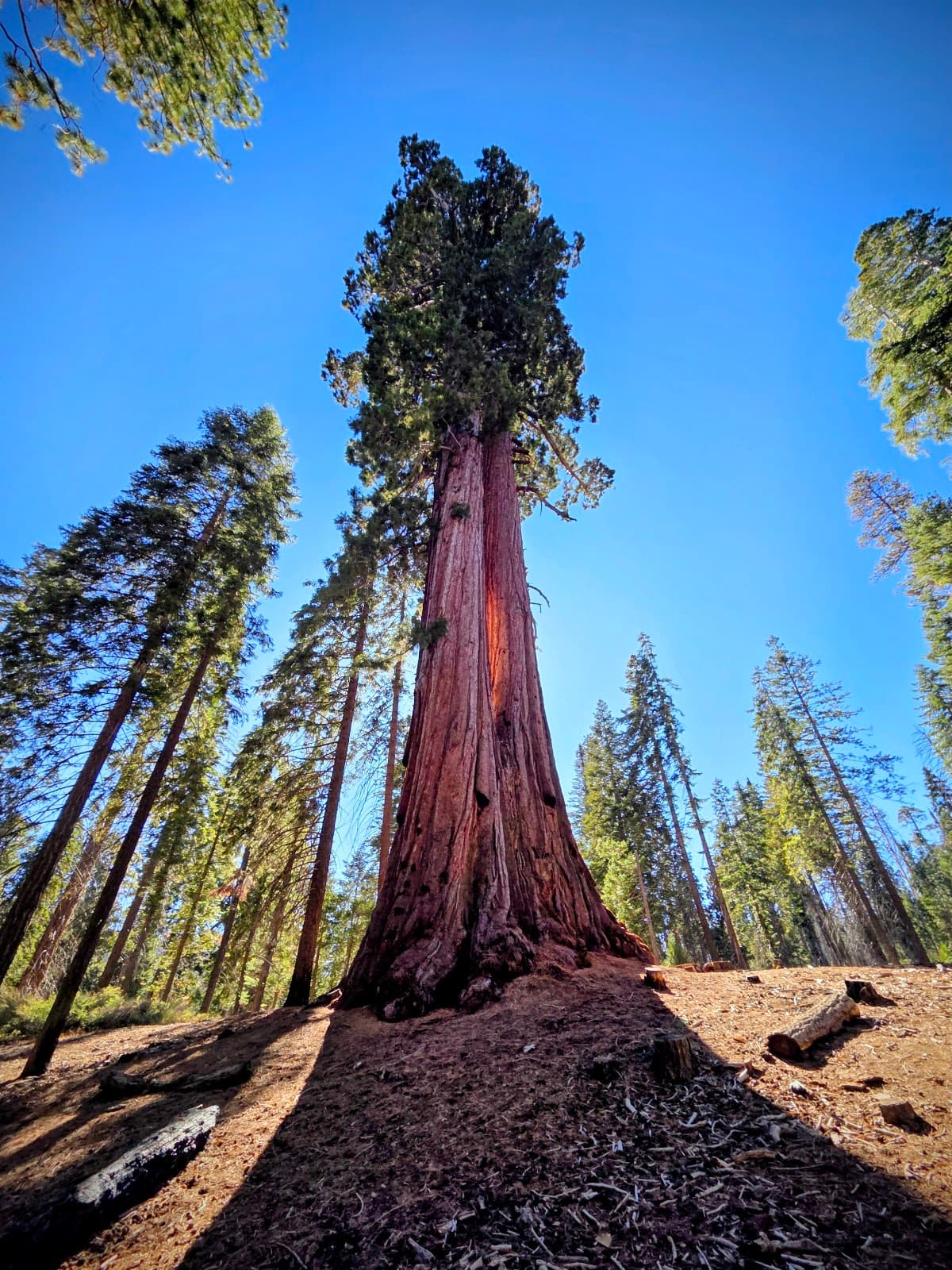 Trail of 100 Giants - Image 1