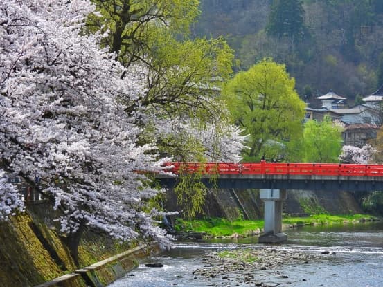 Araki River Cherry Promenade - Image 1